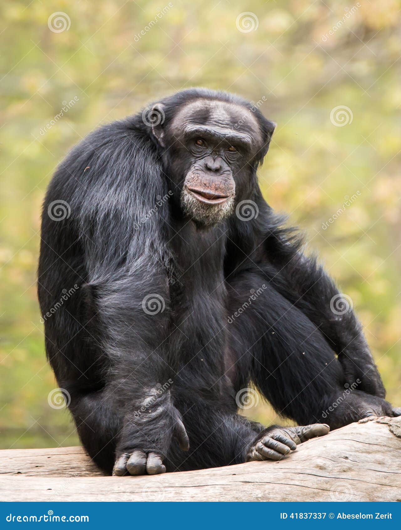 Chimpanzee IV stock image. Image of states, united, primate 41837337