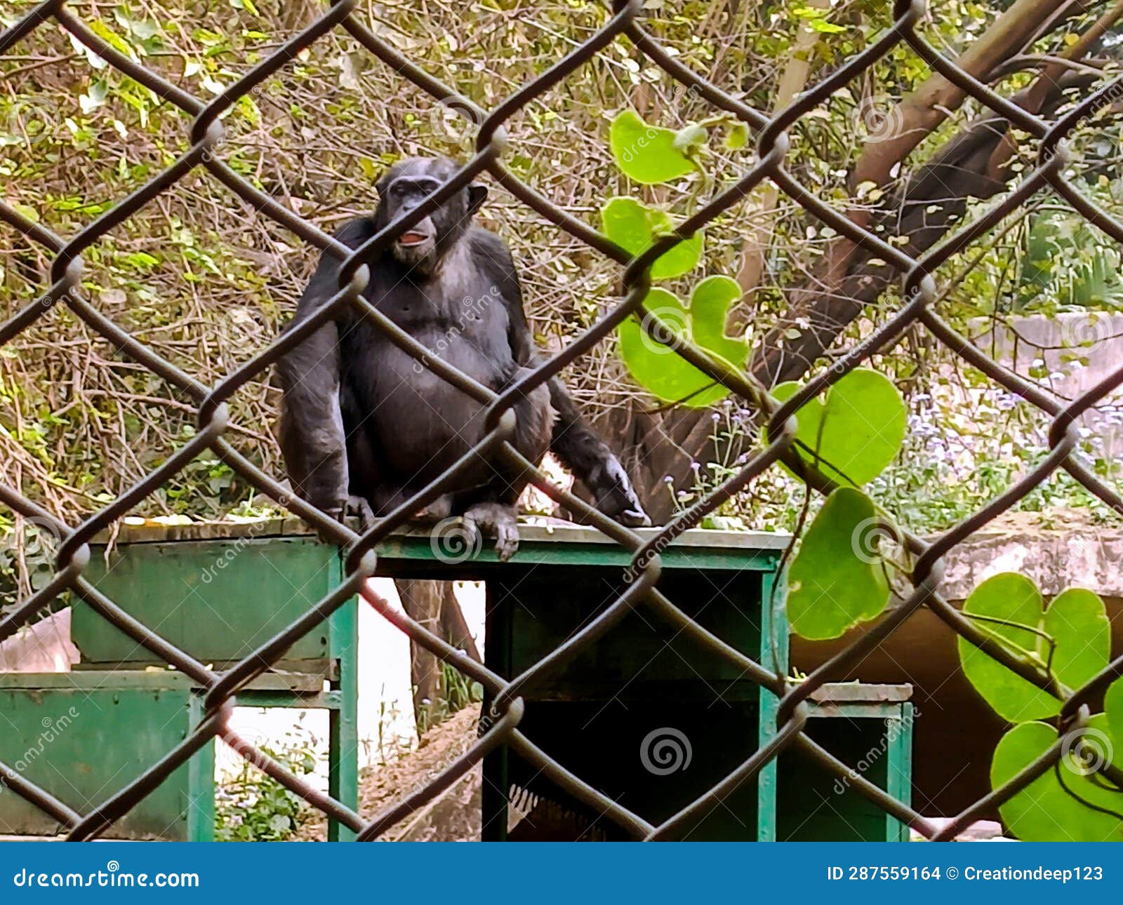 Chimpanzee Monkey in a Cage at the Zoo Stock Photo Image of hairy