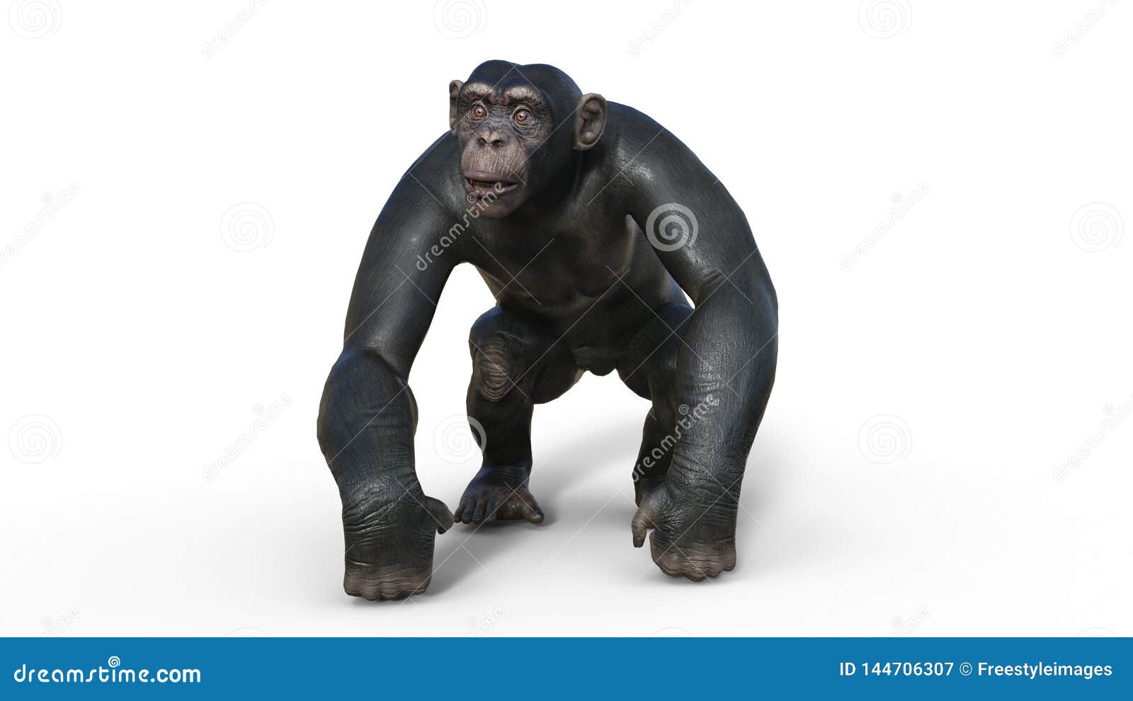 chimpanzee monkey, primate ape walking, wild animal  on white background, 3d render