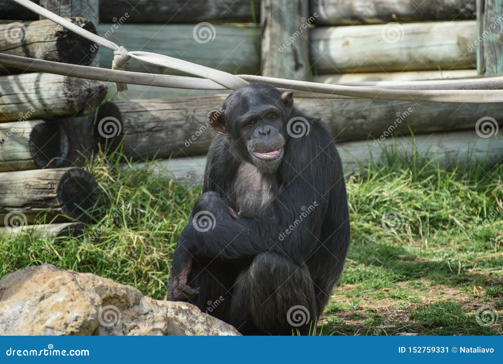 chimpanzee face prosthetic chimpanzee face prosthetic