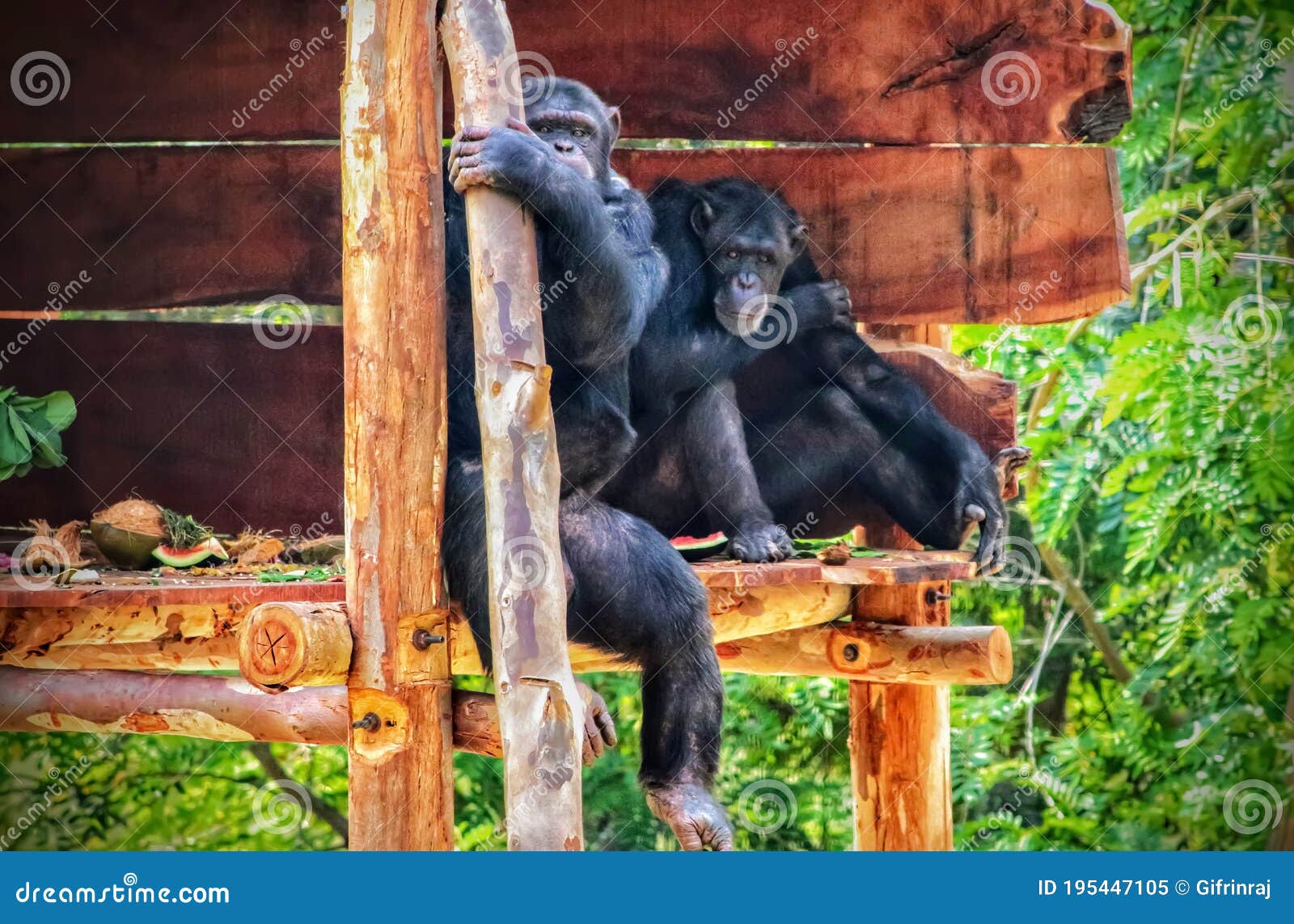 chimpanzee prisoned in zoo