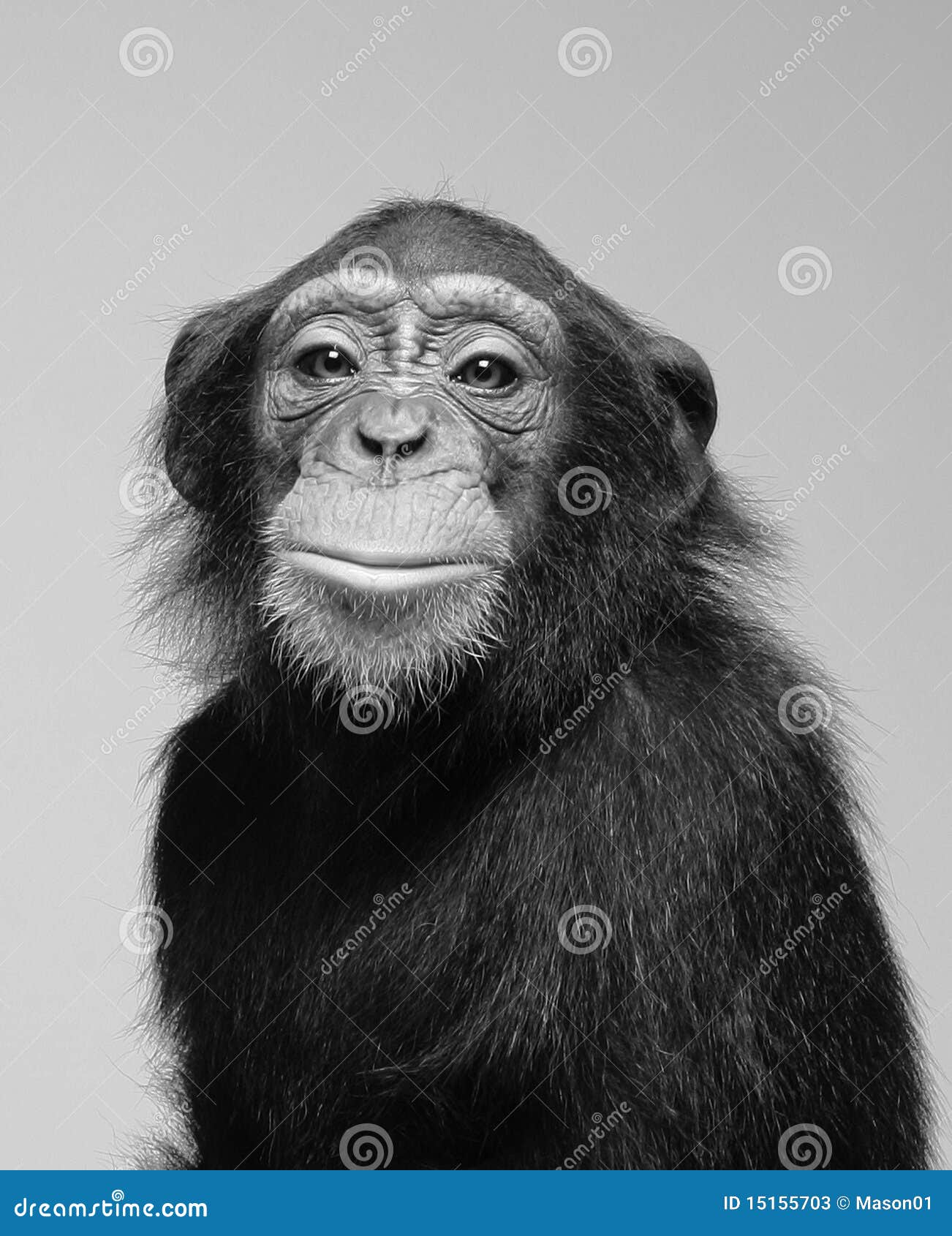 chimpanzee studio portrait
