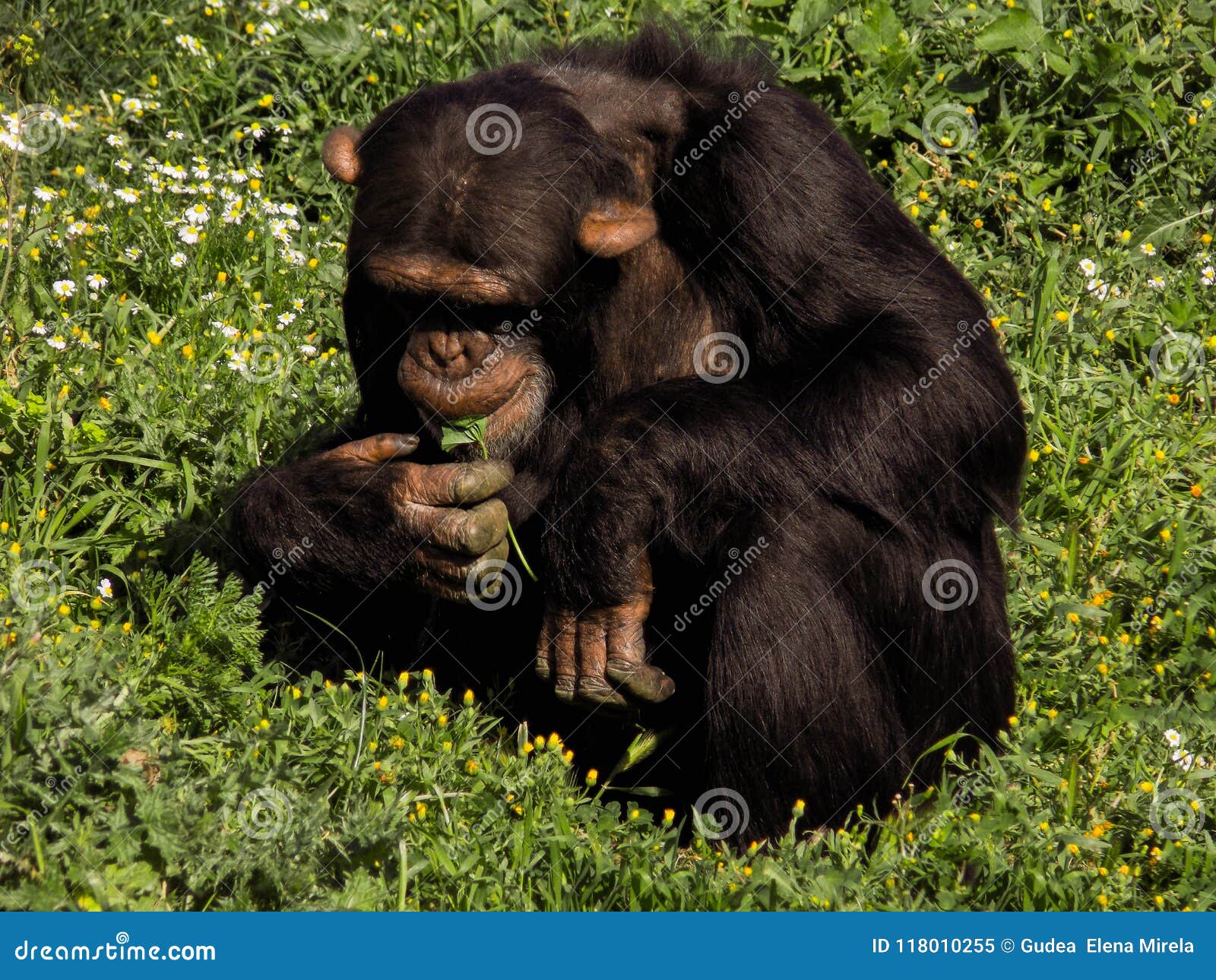 a chimpanzee who eats