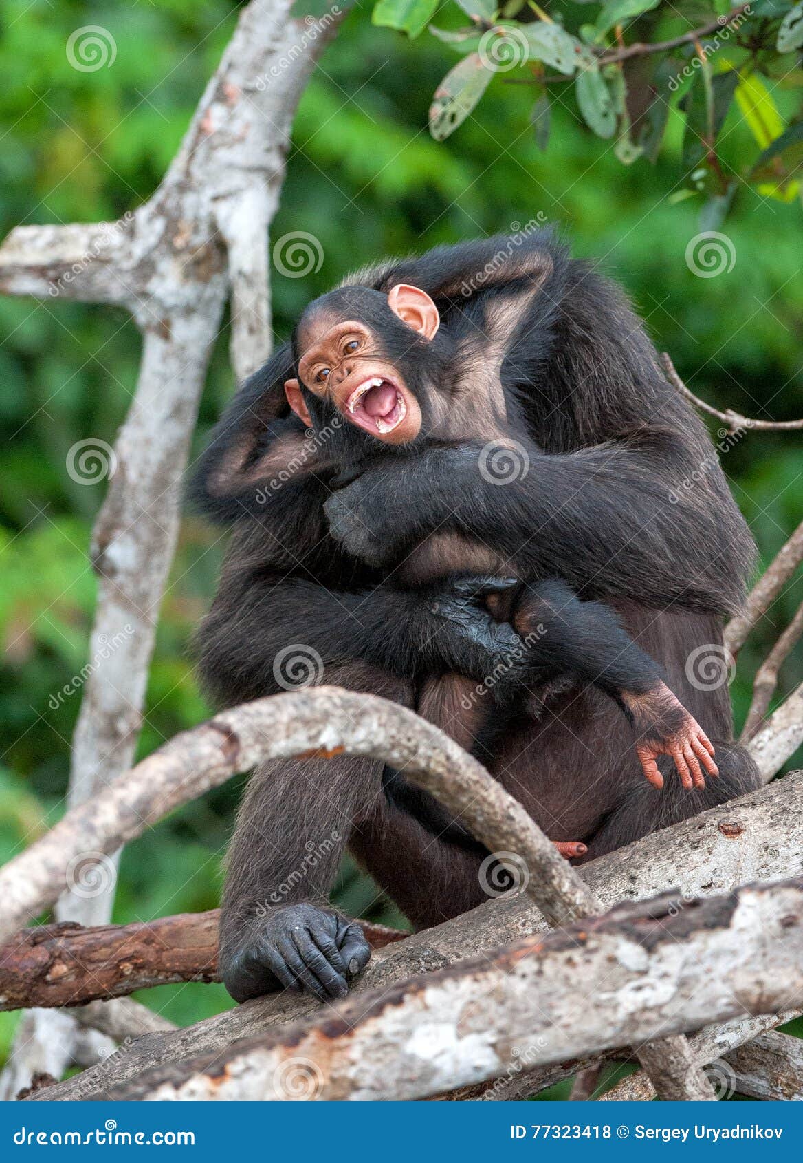 chimpanzee (pan troglodytes)