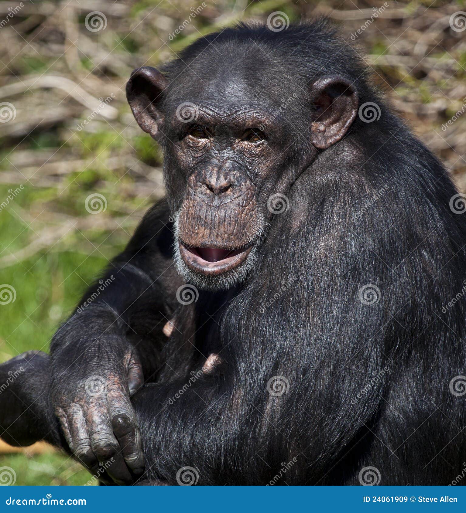 chimpanzee - zambia