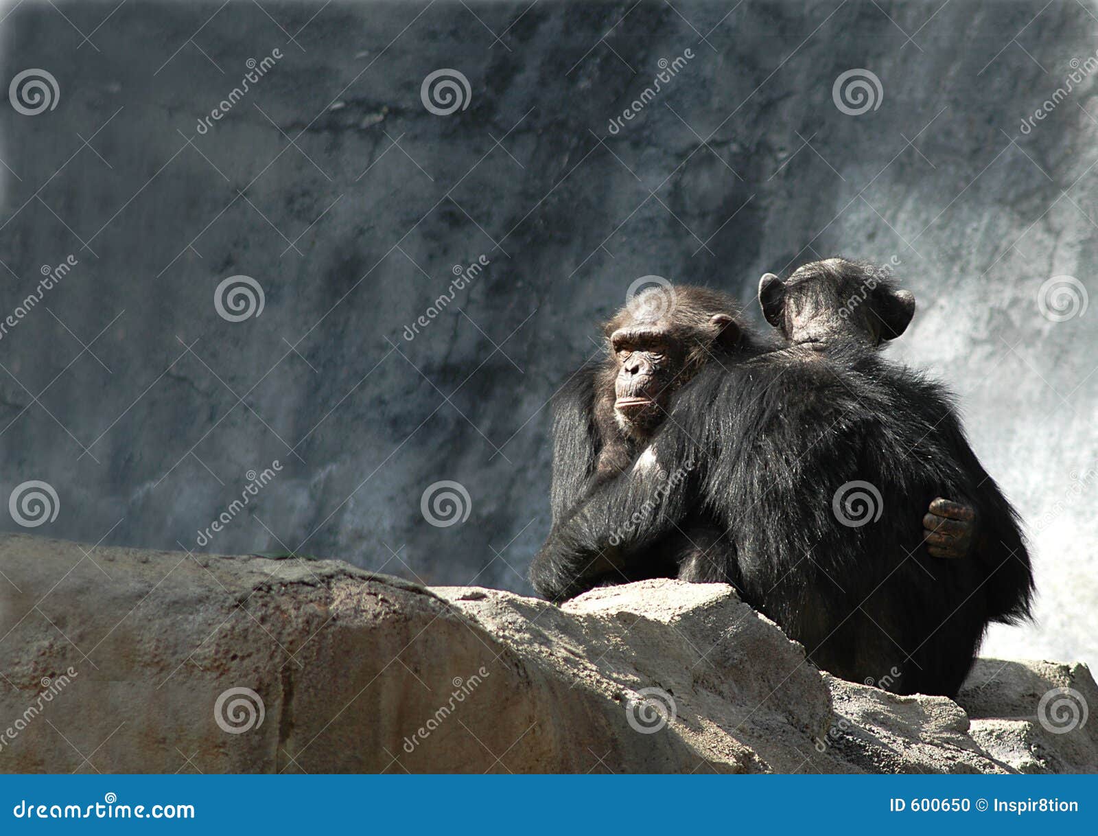 chimpanzees hugging