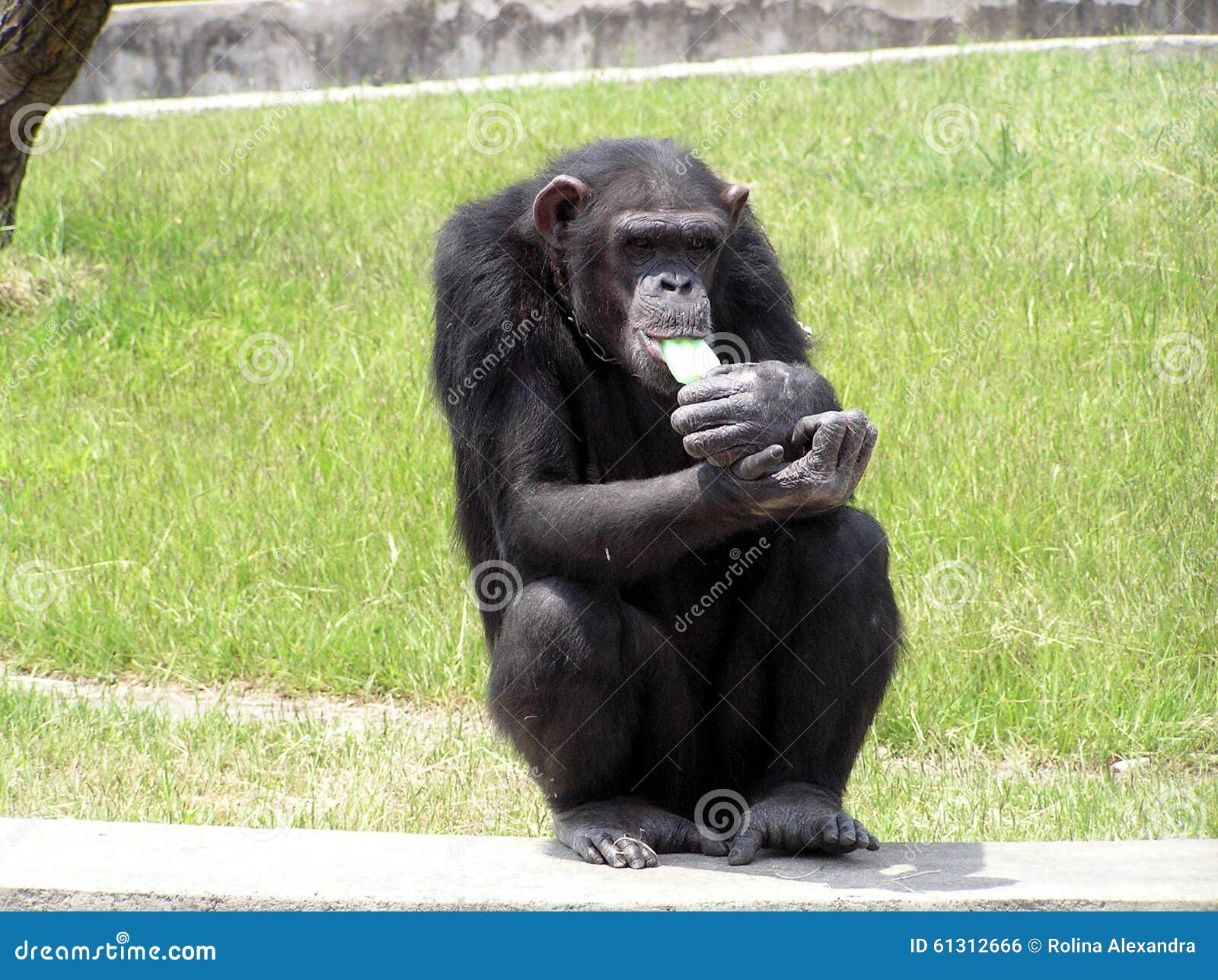 Chimpanzé mangeant de la glace. Chimpanzé mangeant d'une glace au zoo