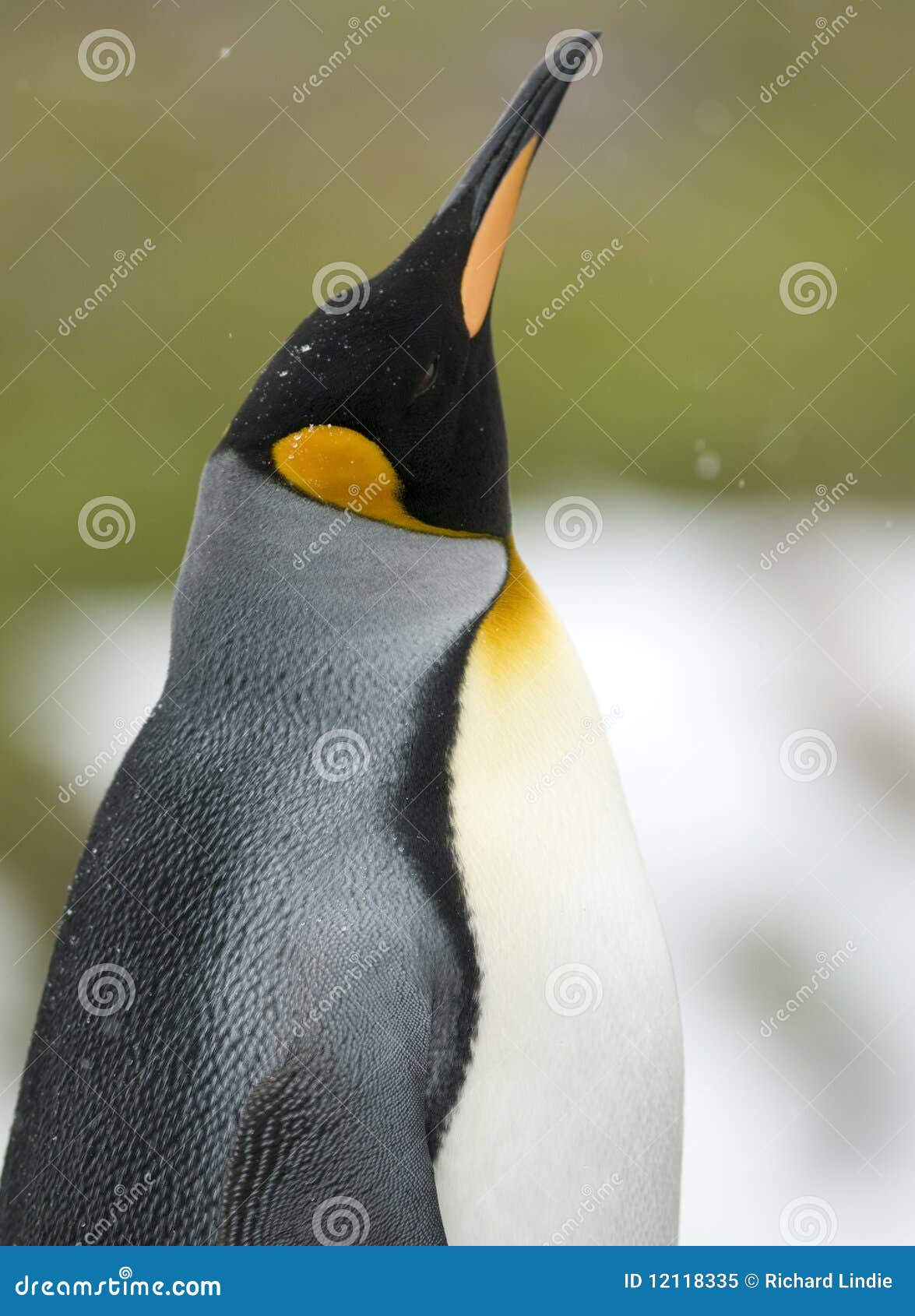 Chin Up King Penguin Stock Image Image Of Head Beak