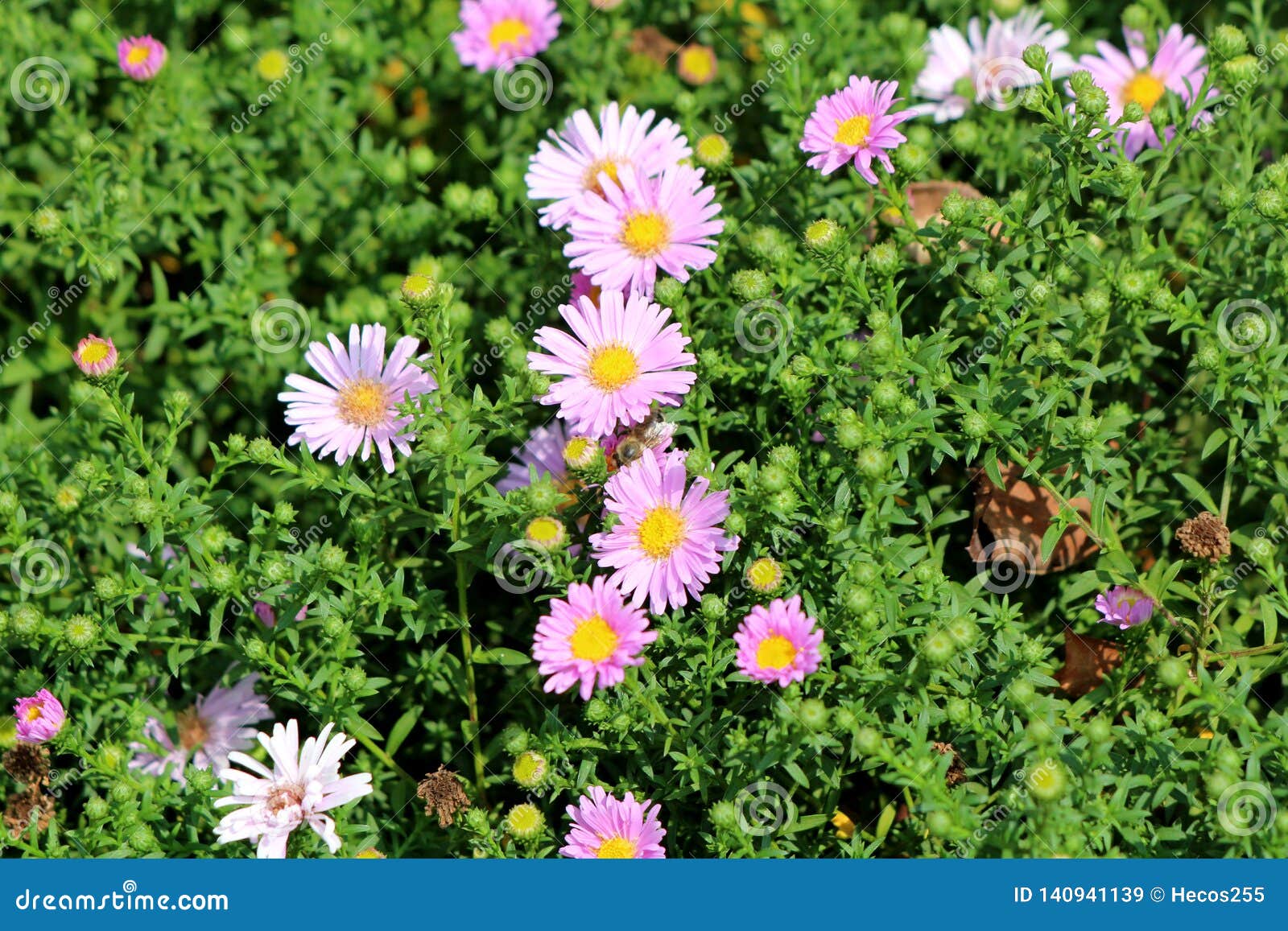China Aster Or Callistephus Chinensis Flowering Plant Planted Like Small Bush In Local Garden With Dense Purple Flowers Surrounded Stock Image Image Of Green Plant 140941139