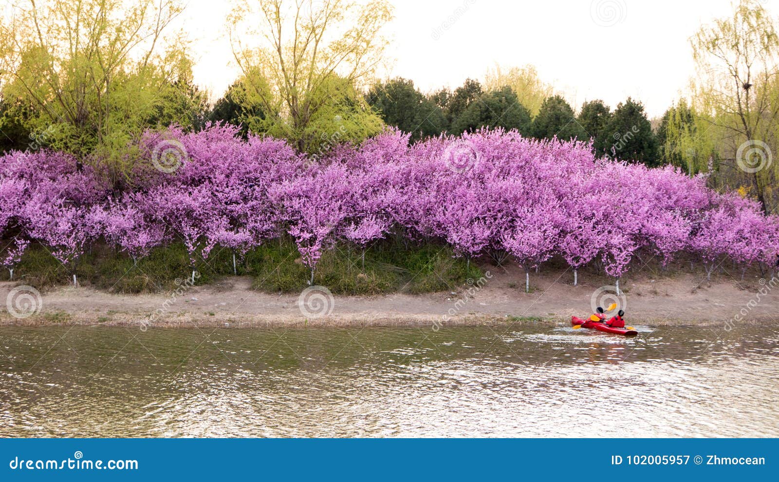 China Beijing Olympic Forest Park Spring View with flowers bloom Stock ...