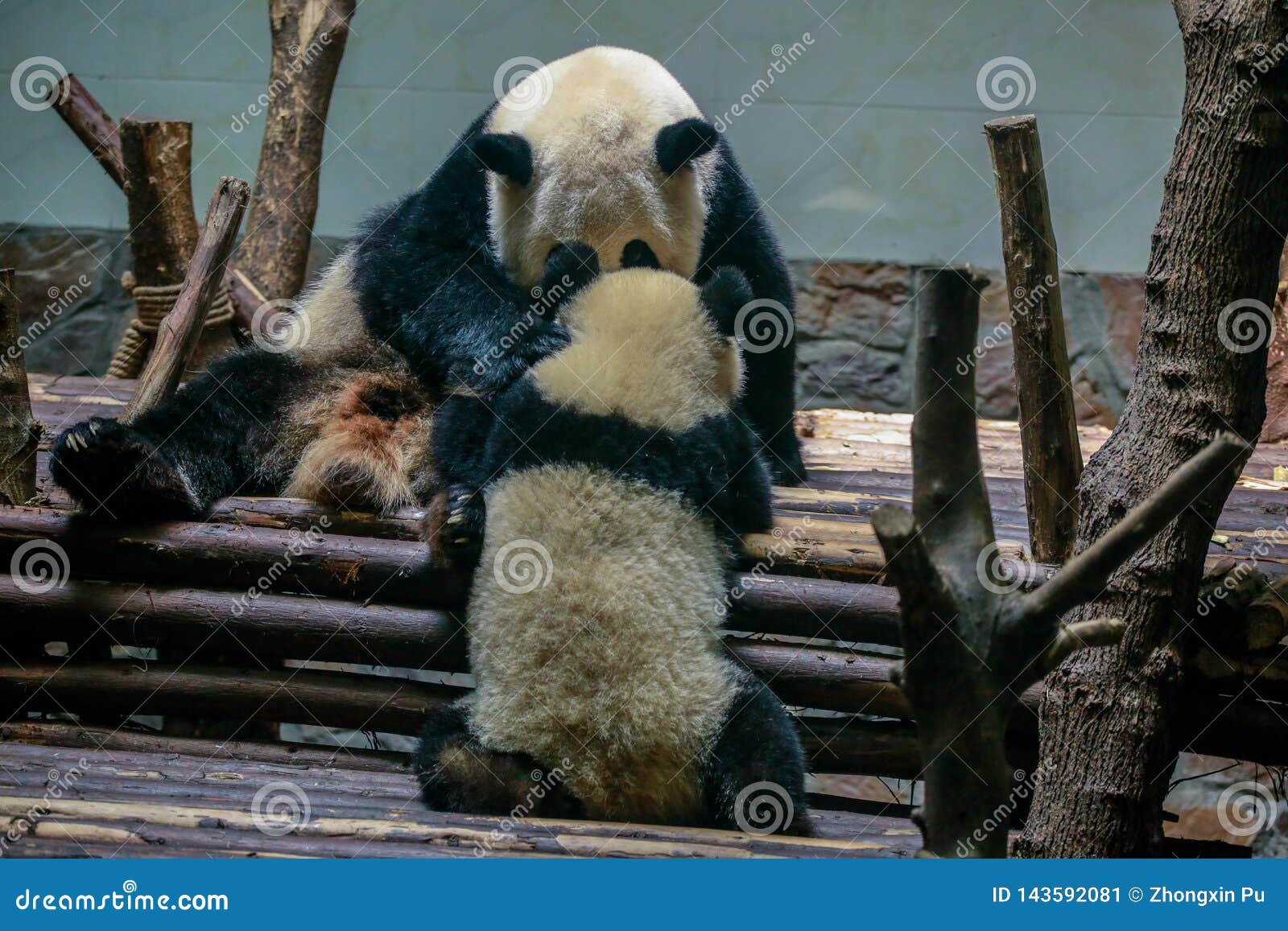 Chinese National Treasure Giant Panda Stock Image - Image of cute