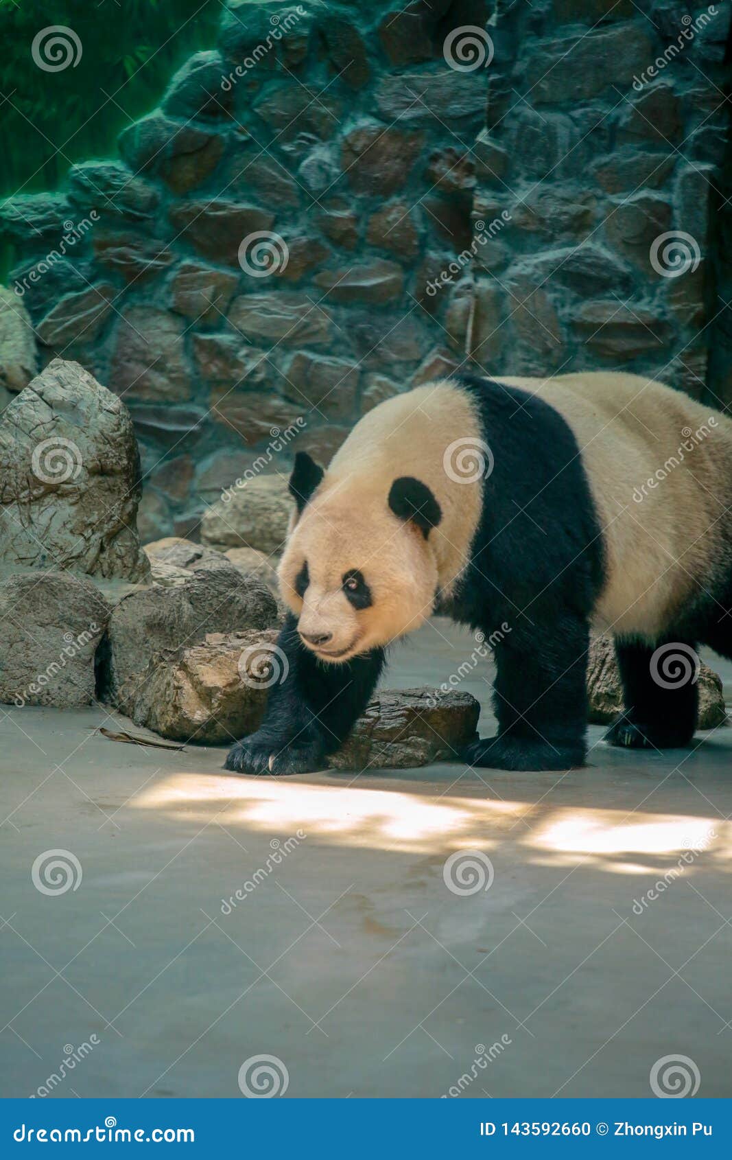 Chinese National Treasure Giant Panda Stock Photo - Image of treasure