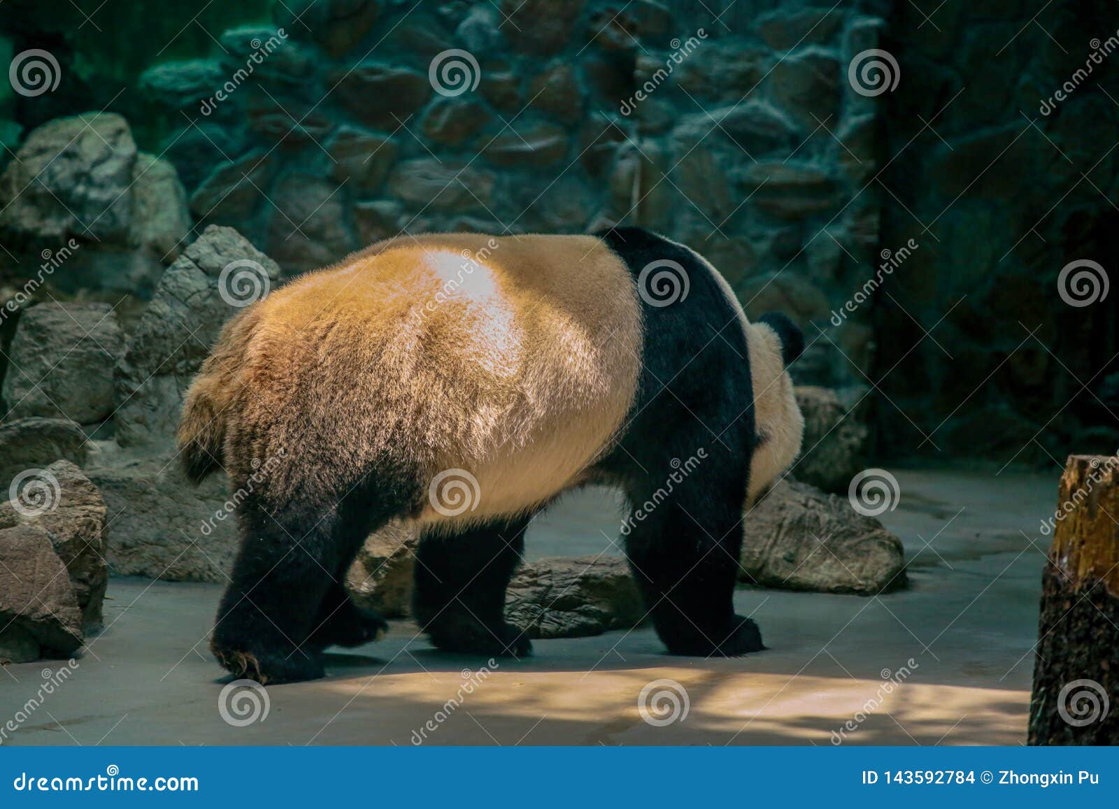 Chinese National Treasure Giant Panda Stock Photo - Image of people