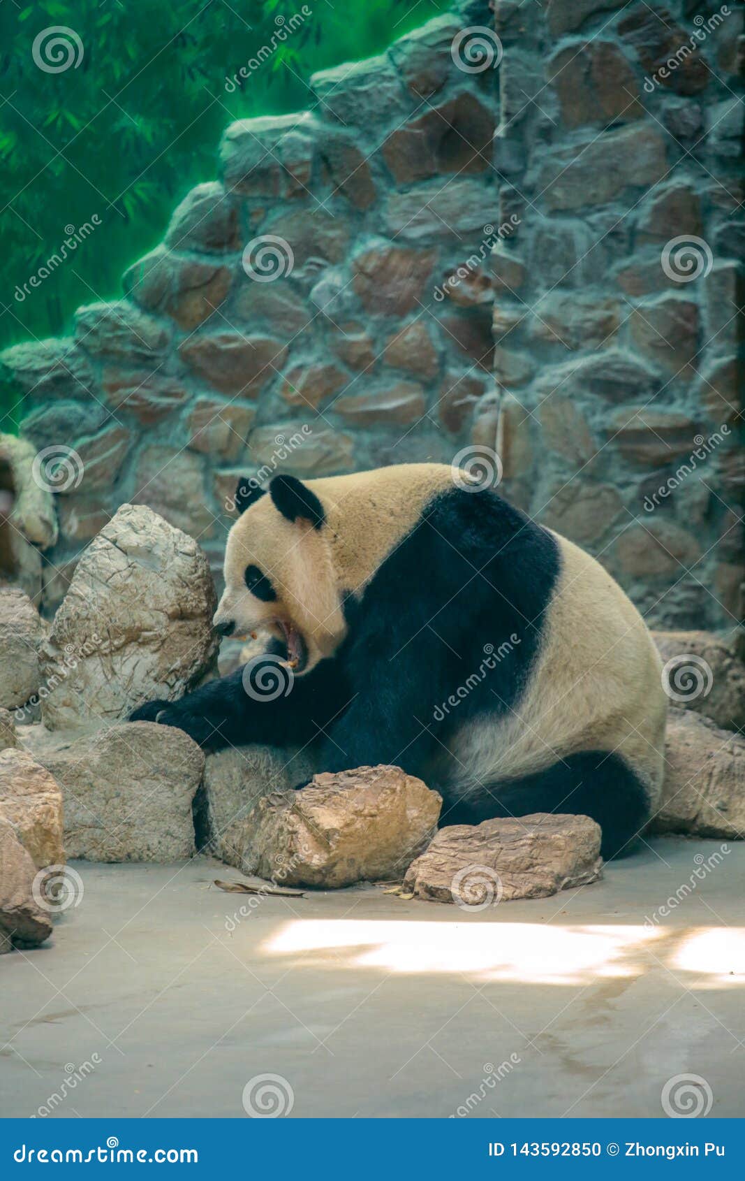 Chinese National Treasure Giant Panda Stock Photo - Image of existing