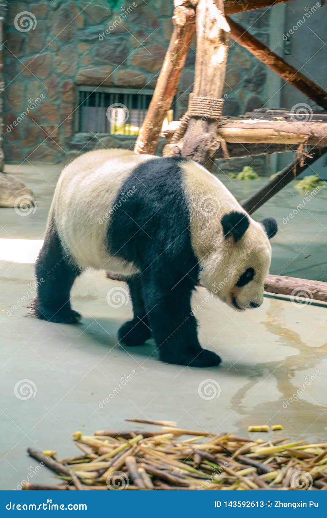 Chinese National Treasure Giant Panda Stock Image - Image of nice, baby