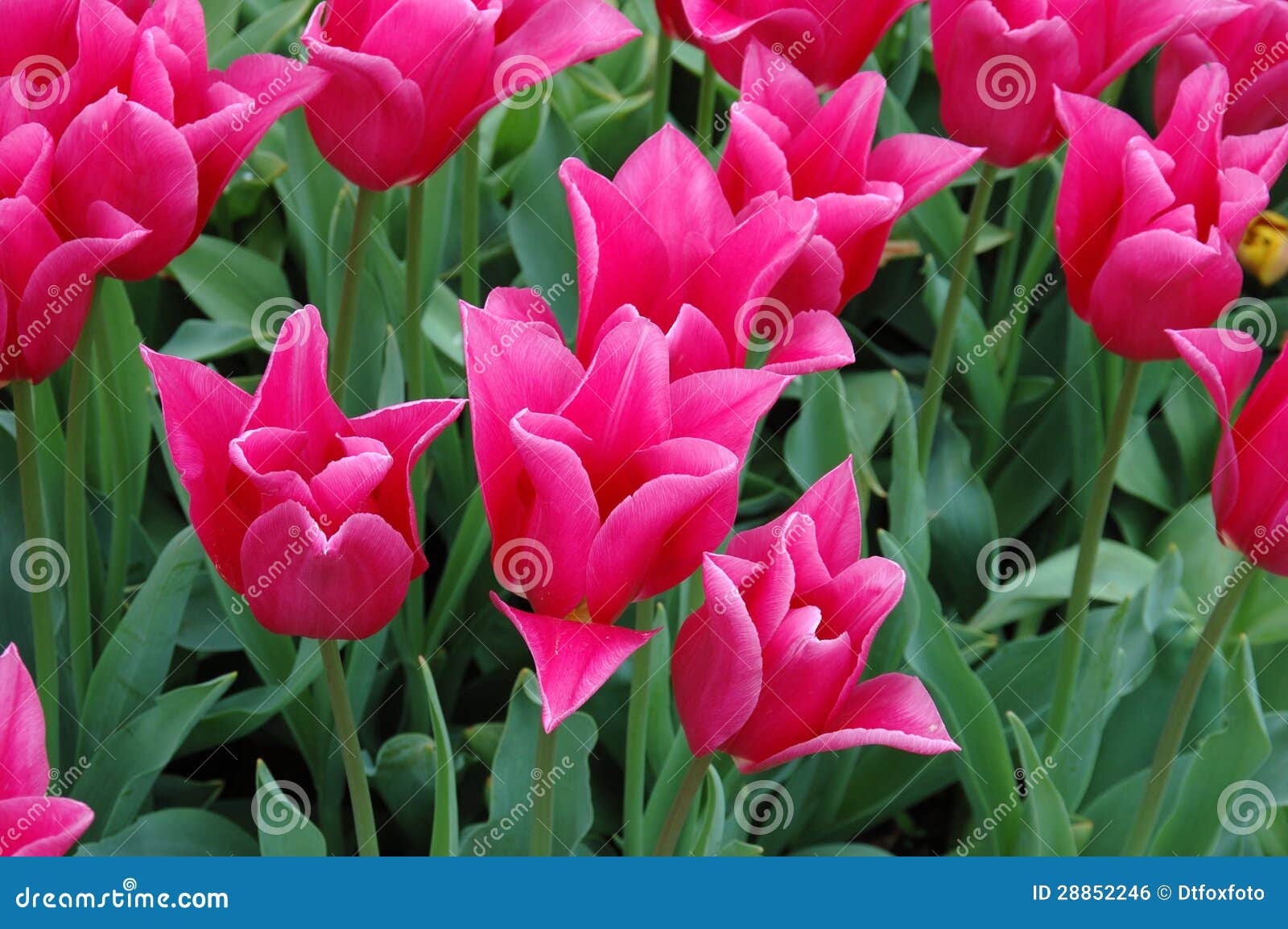 China Pink Tulip stock photo. Image of flower, plant 28852246