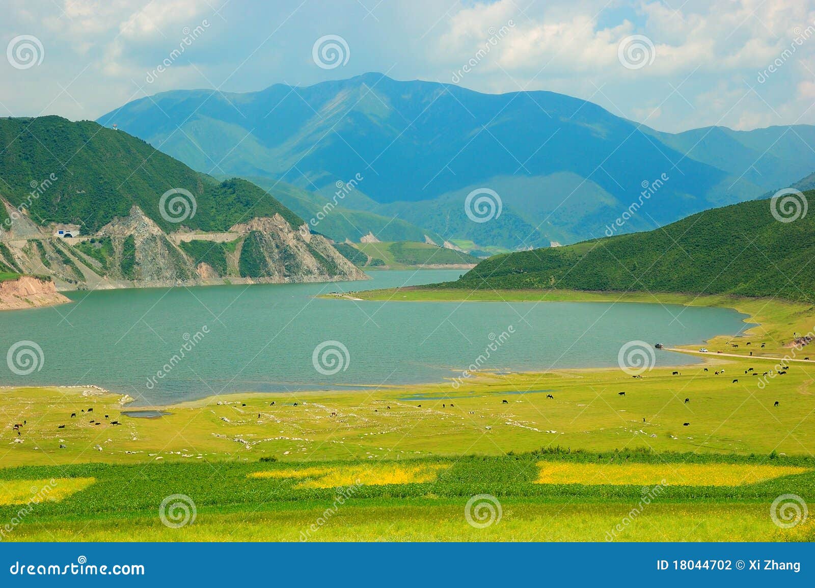 china qinghai flower and field landscape