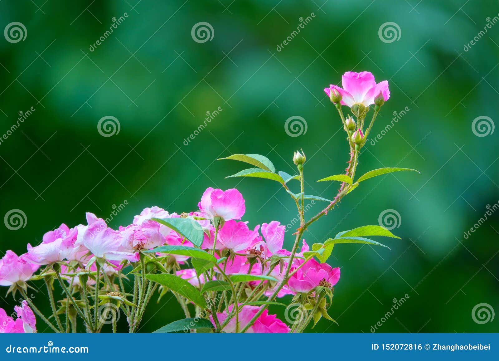 China rose stock photo. Image of color, plant, colorful - 152072816