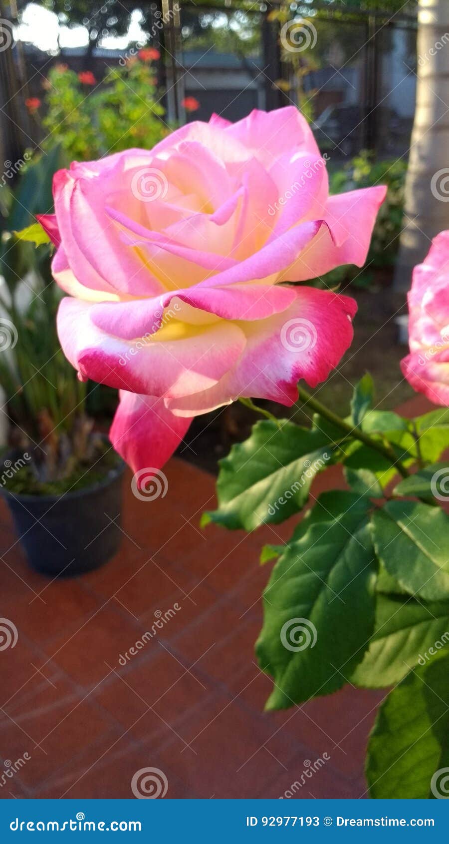 China rose flower stock image. Image of chinese, rose 92977193