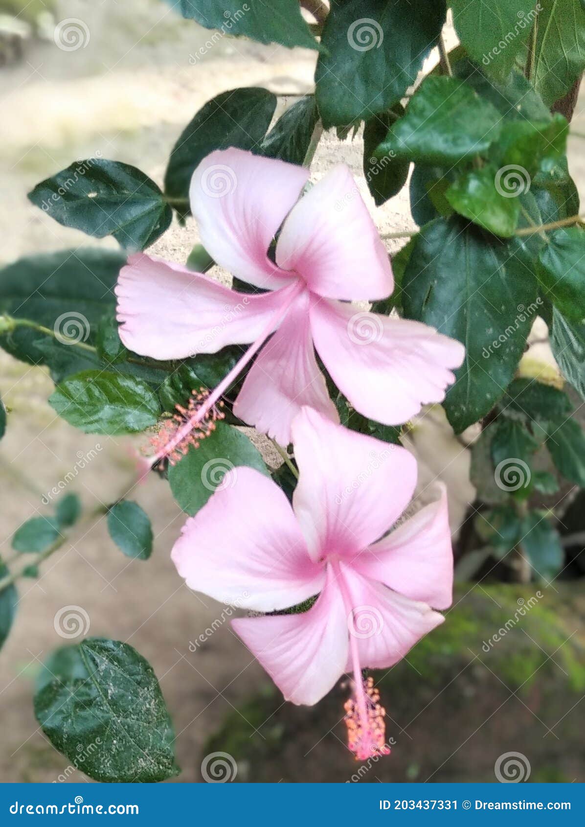 China rose flowers stock image. Image of petal, china 203437331