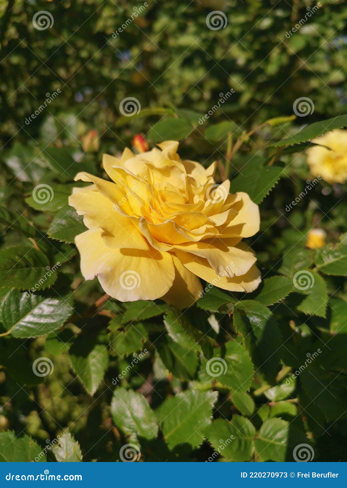 China Rose in Full Glory in Spring Stock Image Image of flower, colorful 220270973