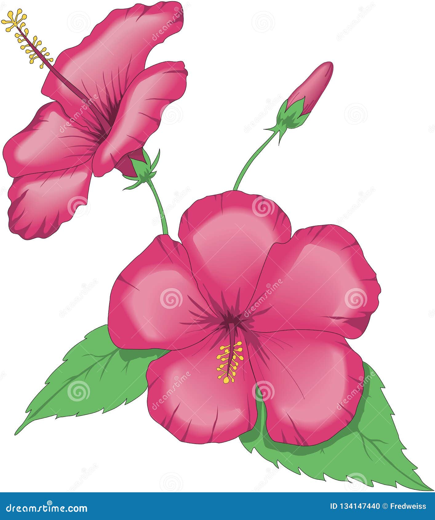 China Rose Illustration stock vector. Illustration of plants 134147440