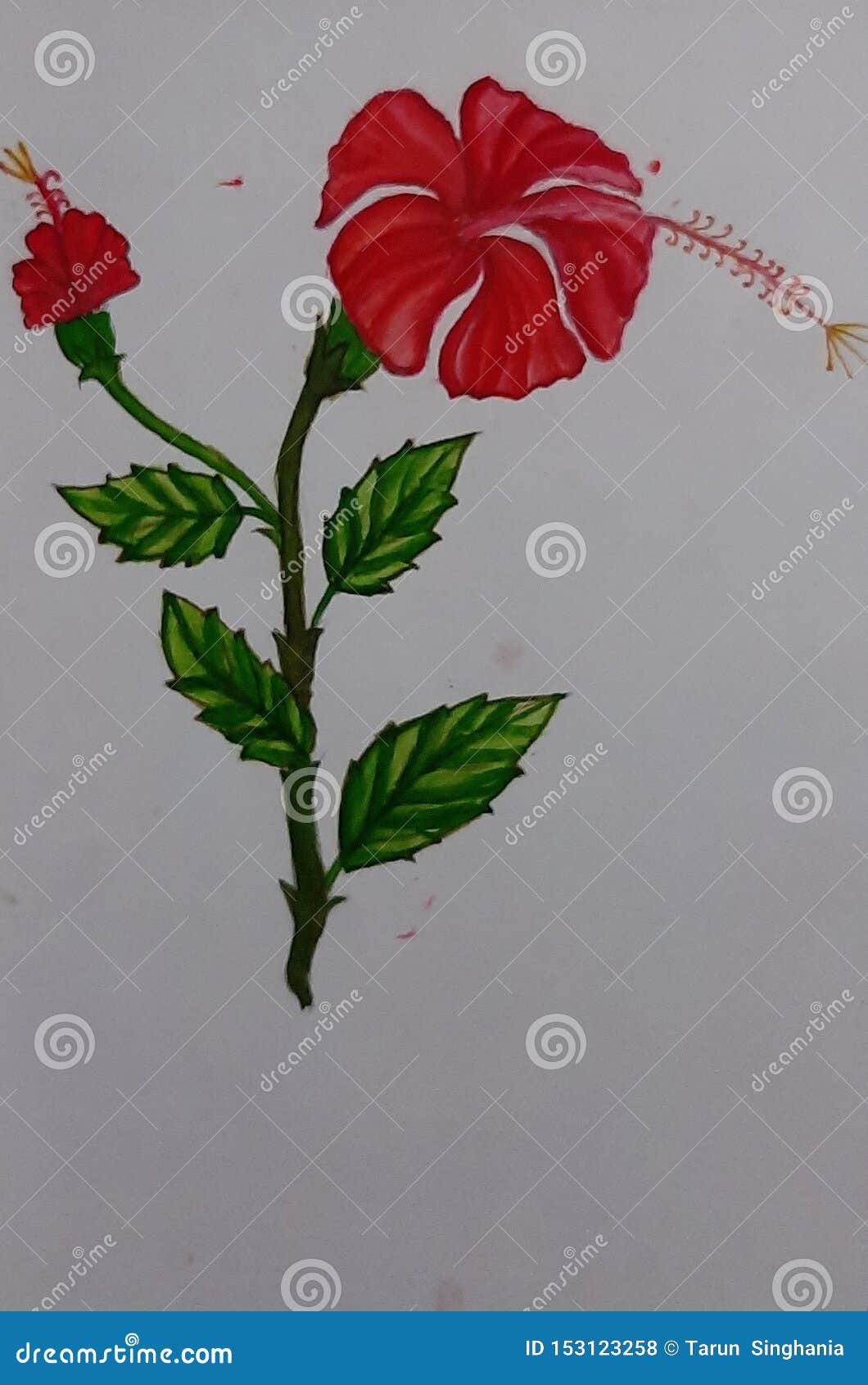 China rose painting stock photo. Image of flower, rose - 153123258