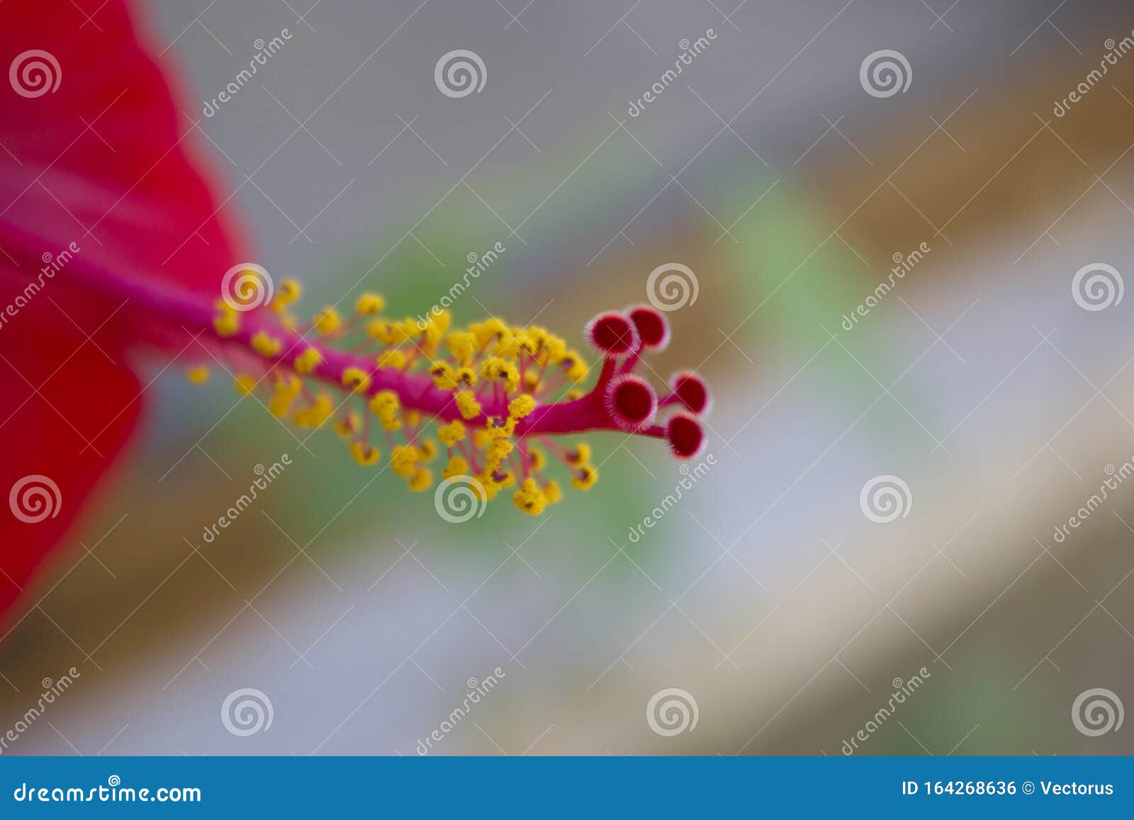 China Rose Seeds Macro Detail Stock Photo Image of plant, gardening 164268636