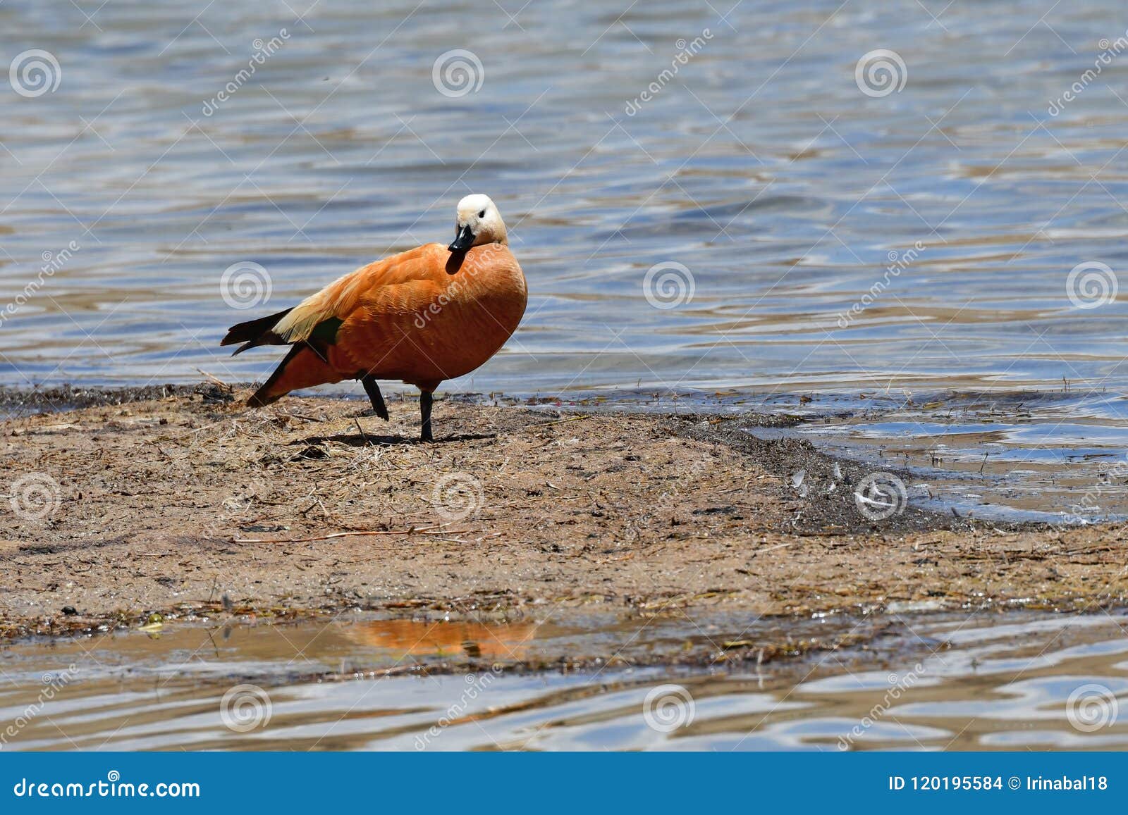 china, tibet, duck ruddy shelduck adorna ferruginea on the bank of the holy buddhist lake manasarovar