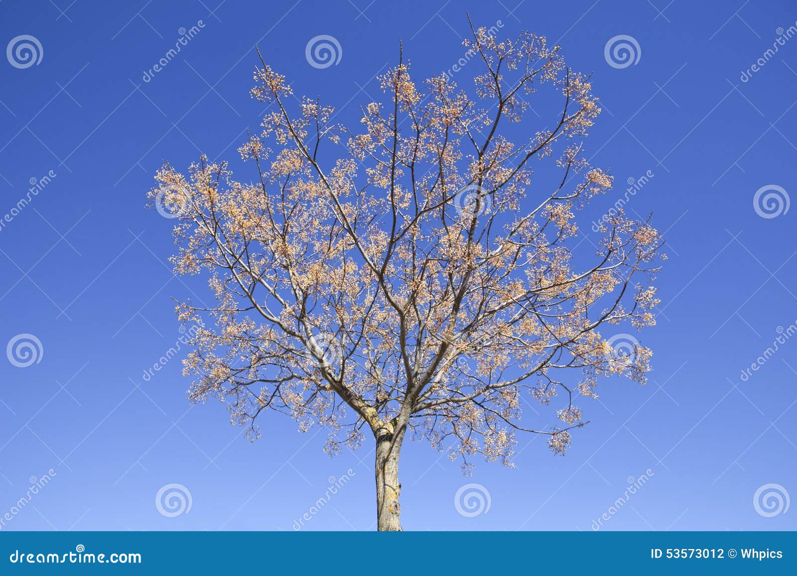 chinaberry melia tree