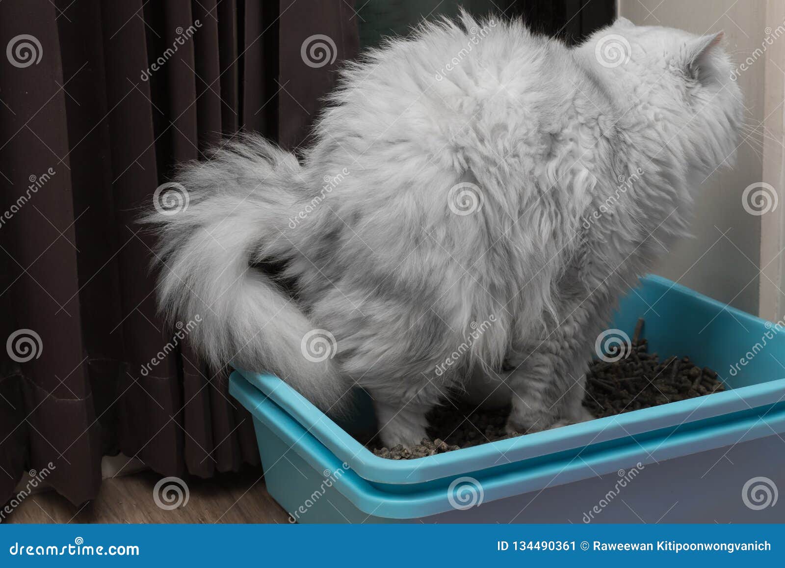 persian cat litter