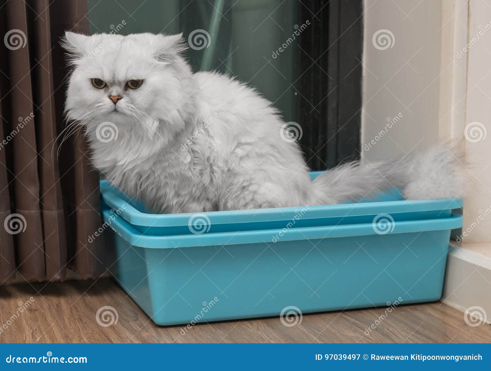 chinchila persian cat using toilet, litter box, for pooping or urinate