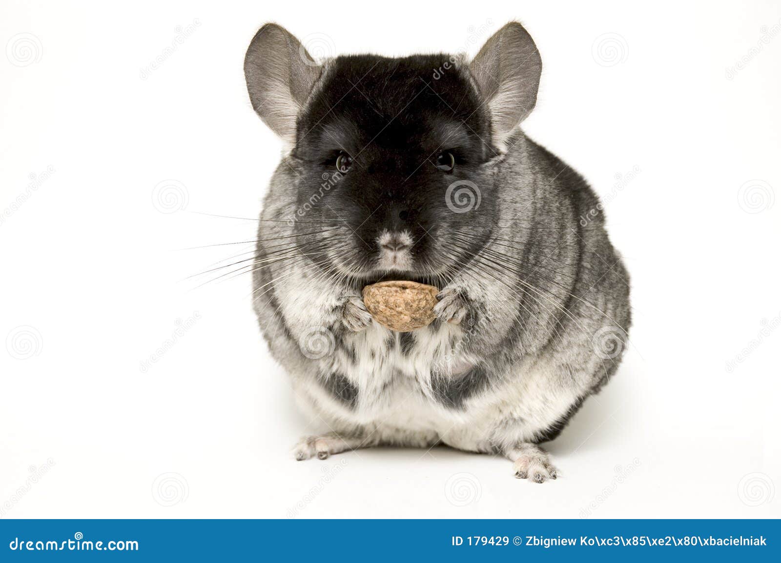 chinchilla