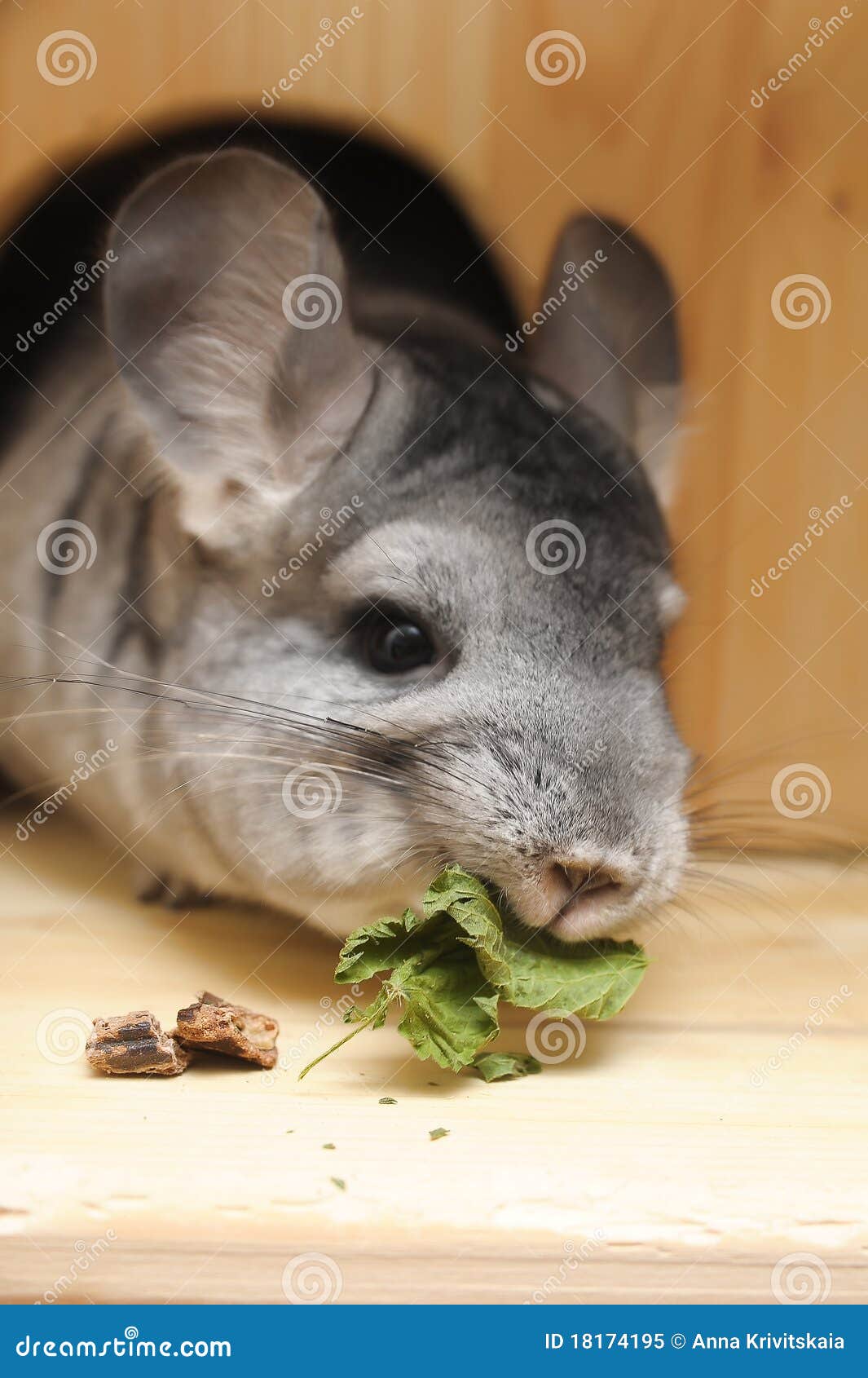 Chinchilla stock image. Image of mammal, hair, adorable 18174195