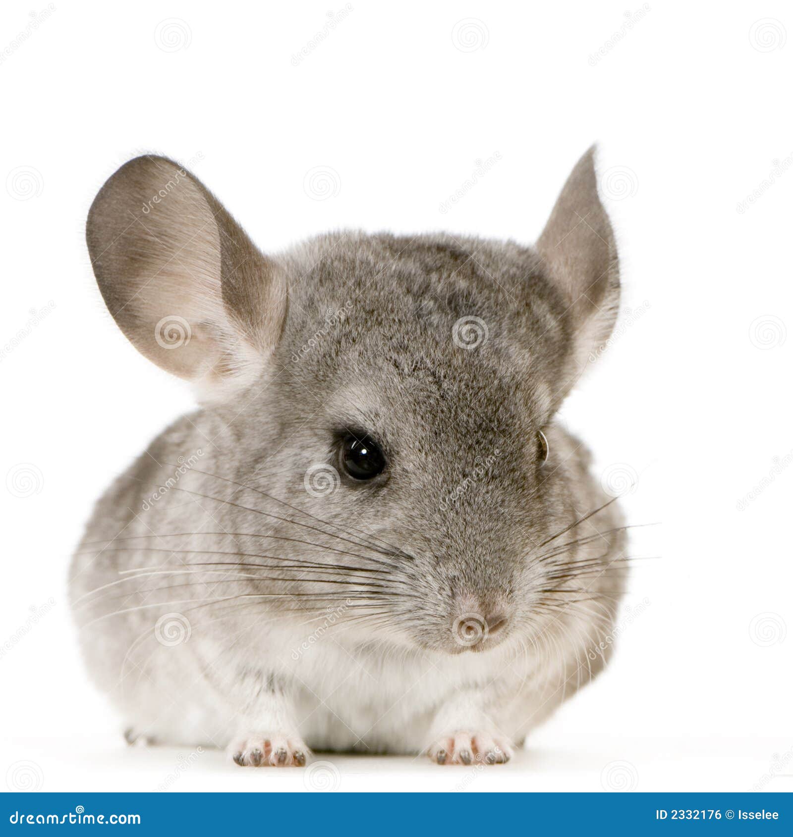 chinchilla