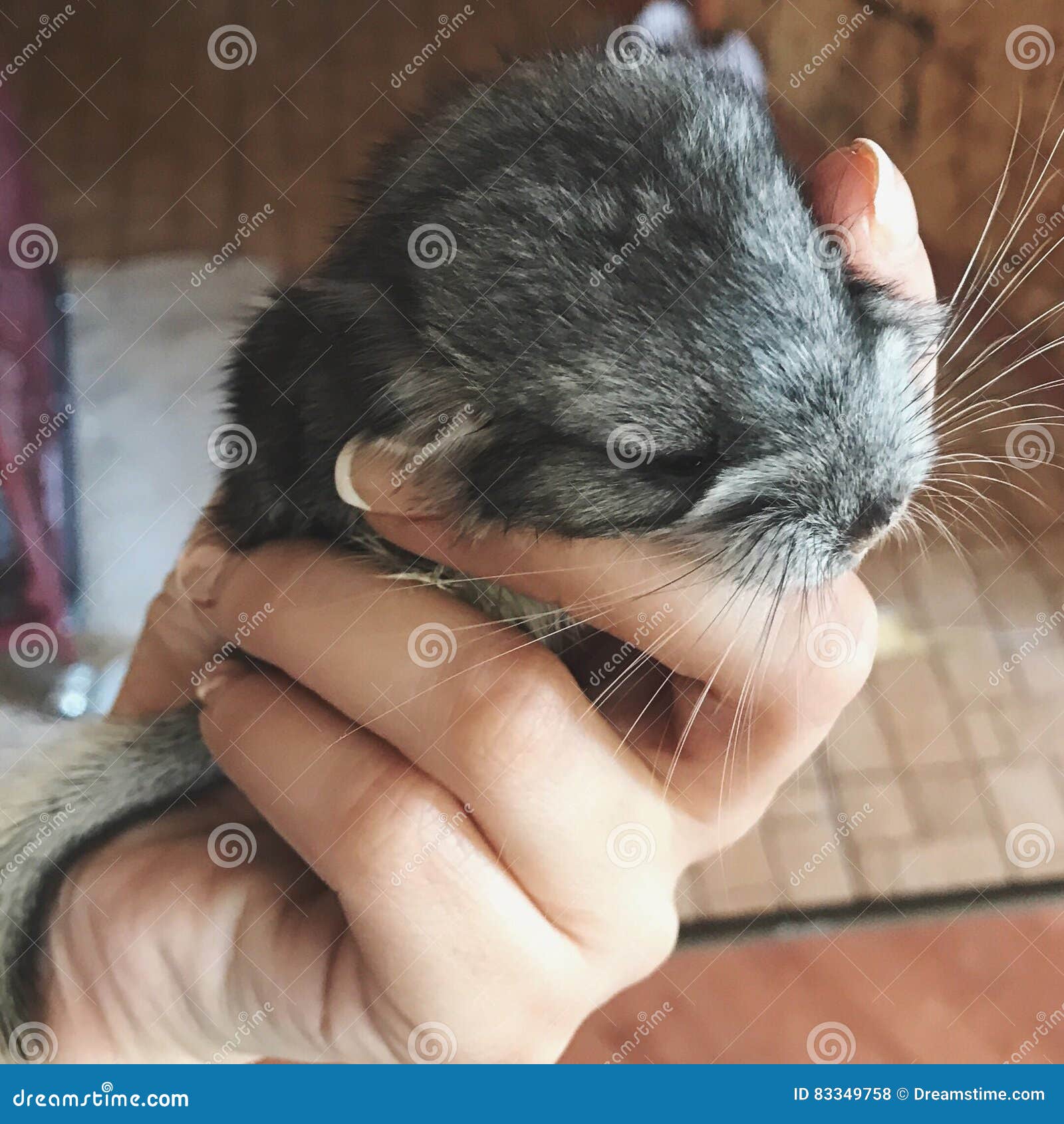 Chinchilla. Muchacha de la Navidad del amor mini