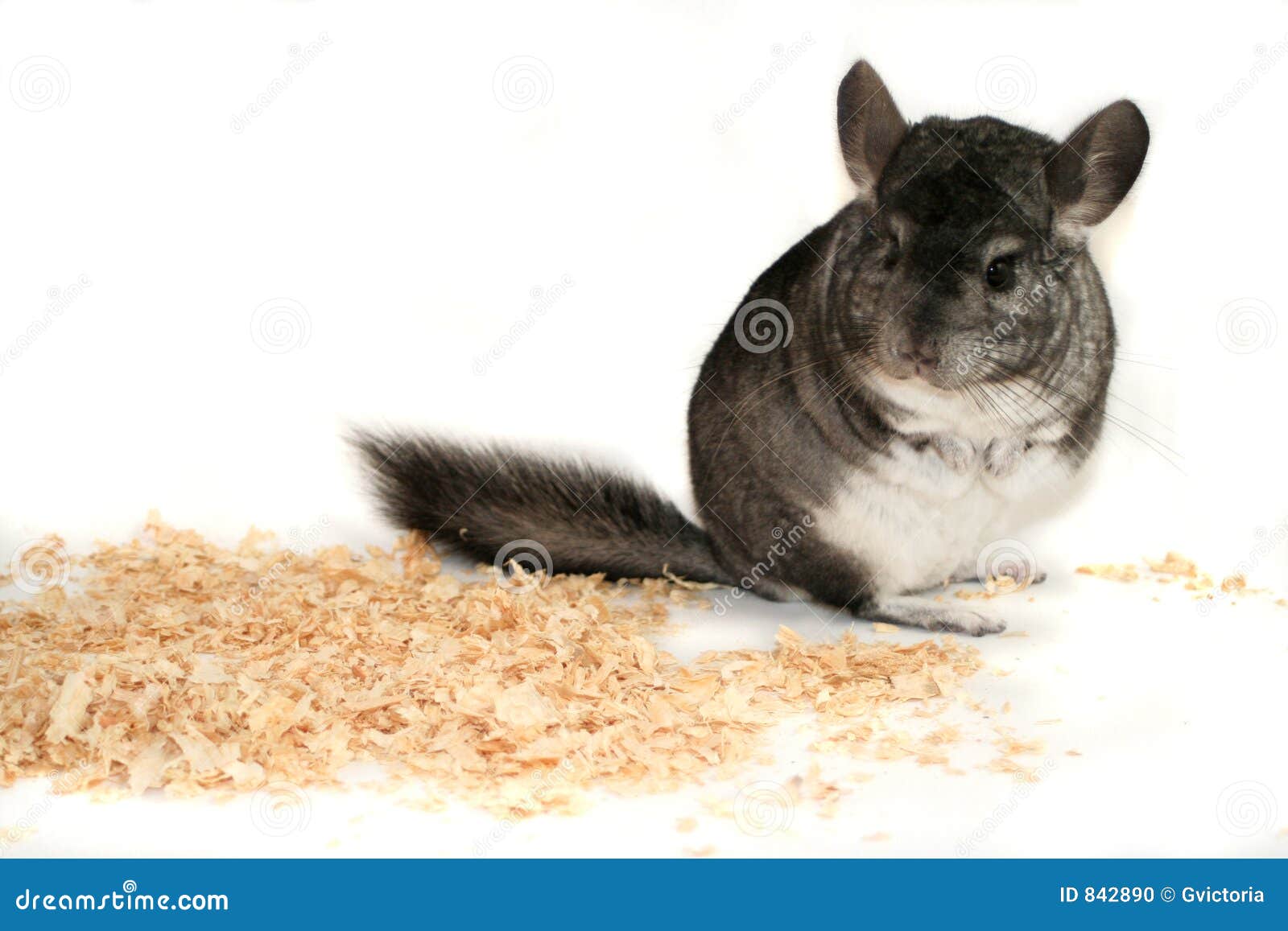 Chinchilla stock photo. Image of chinchilla, poster, furry 842890