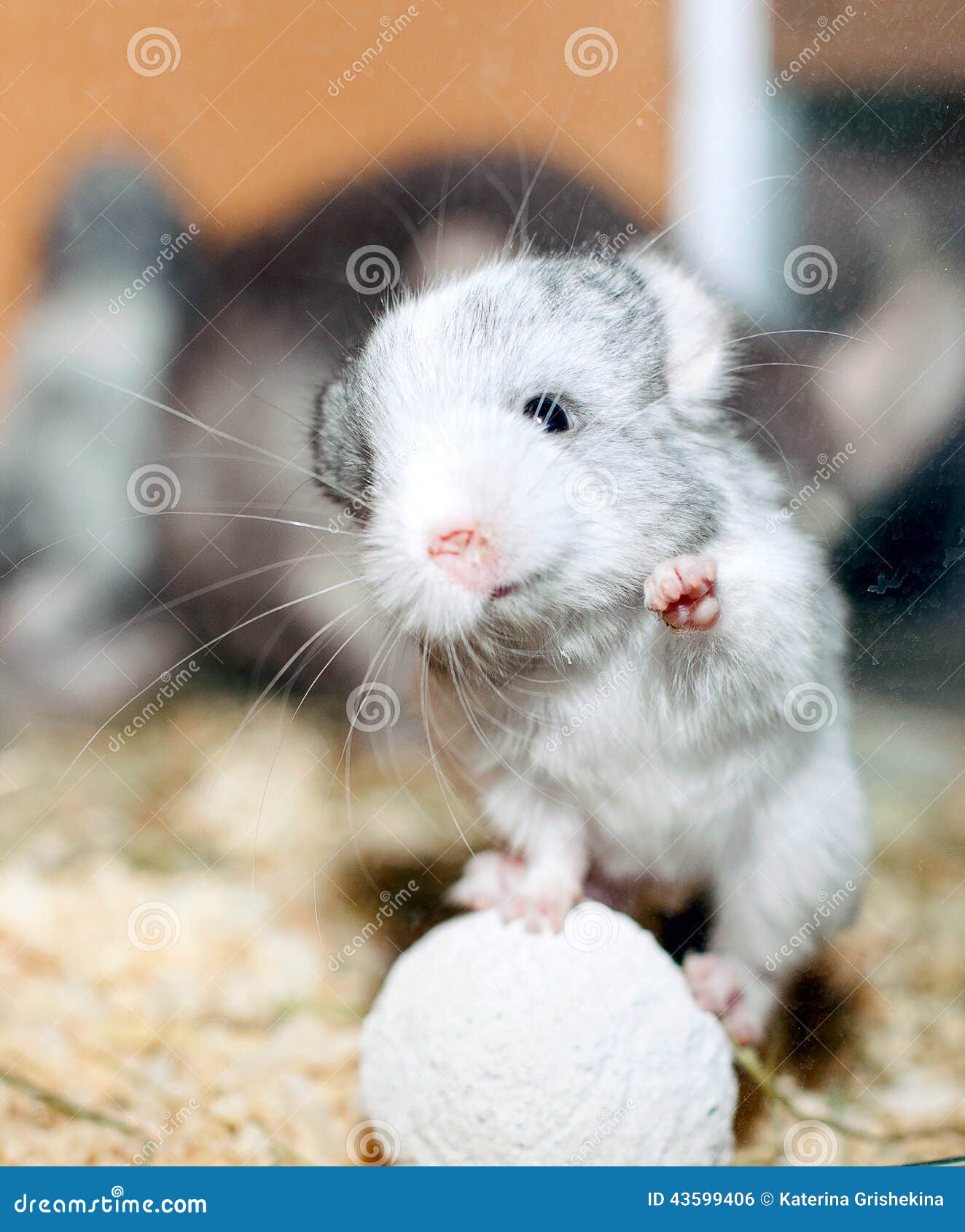 wilson white chinchilla