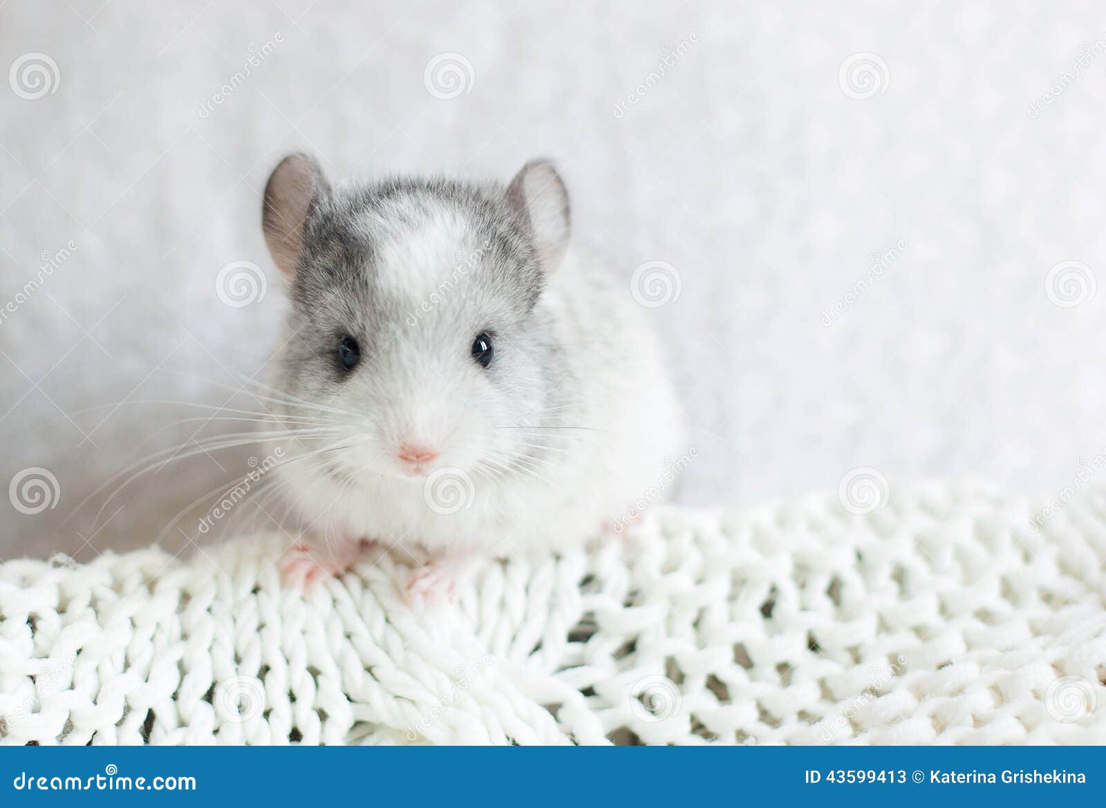 chinchilla wilson white