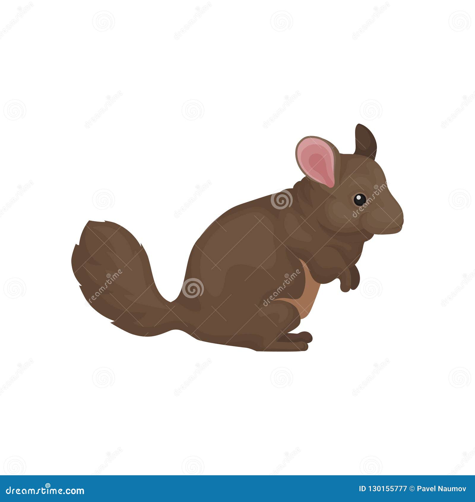 Chinchilla, Cute Small Rodent Animal Vector Illustration on a White