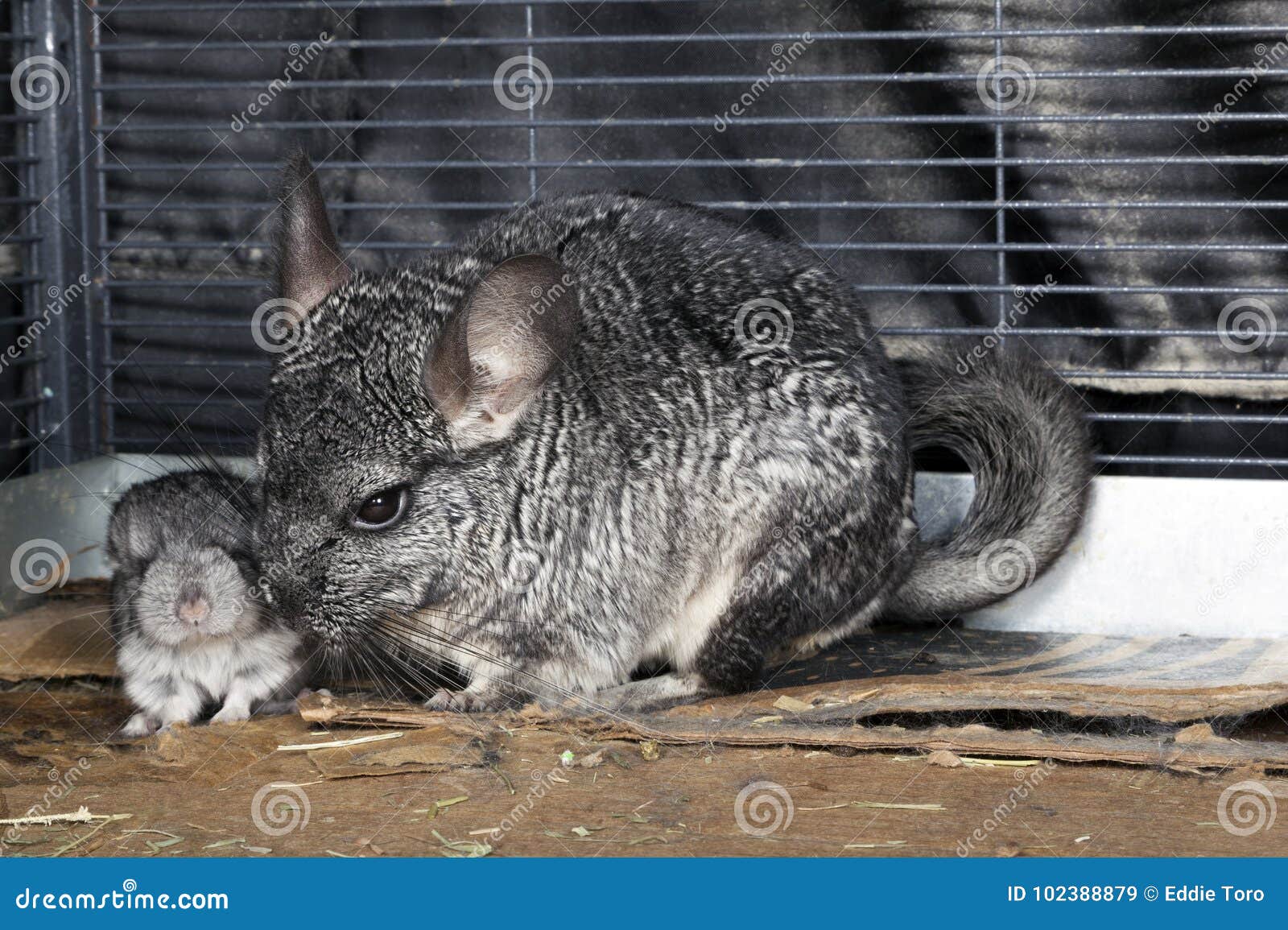 Chinchilla D Animal Familier De Bebe Avec La Mere Image Stock Image Du Animal Nature Chinchilla D Animal Familier De Bebe Avec La Mere Image Stock Image Du Animal Nature