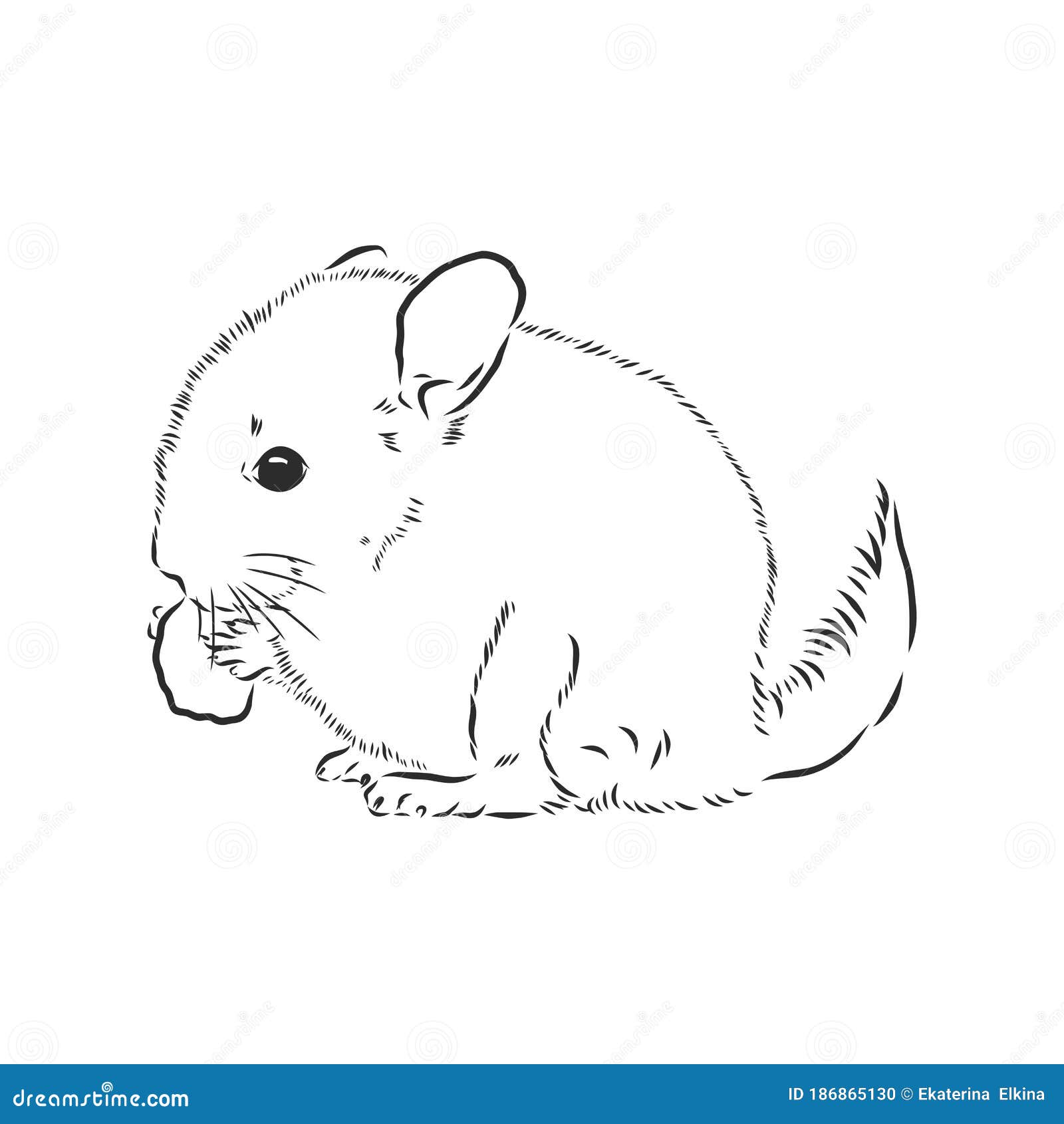Today's mammal sketch - Chinchilla - 11.15.21 : r/sketches