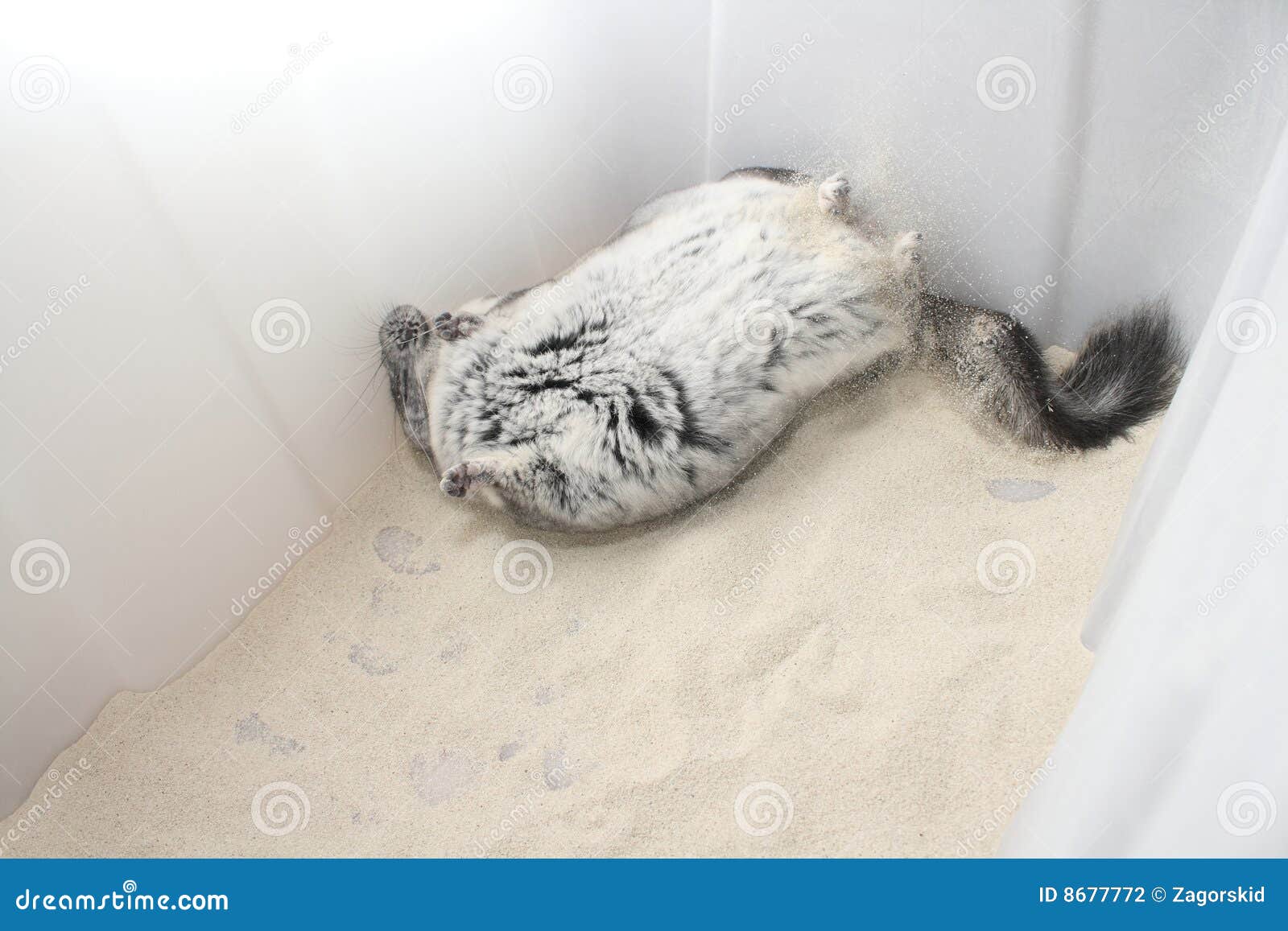 Chinchilla dust bath stock photo. Image of dust, eyes 8677772