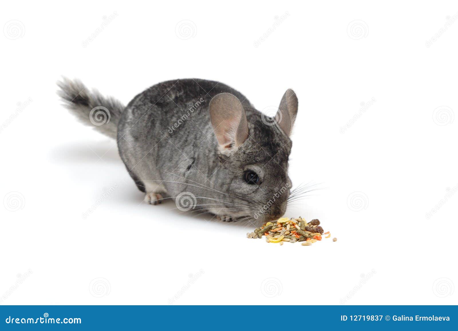 Chinchilla eating its food stock image. Image of eating 12719837