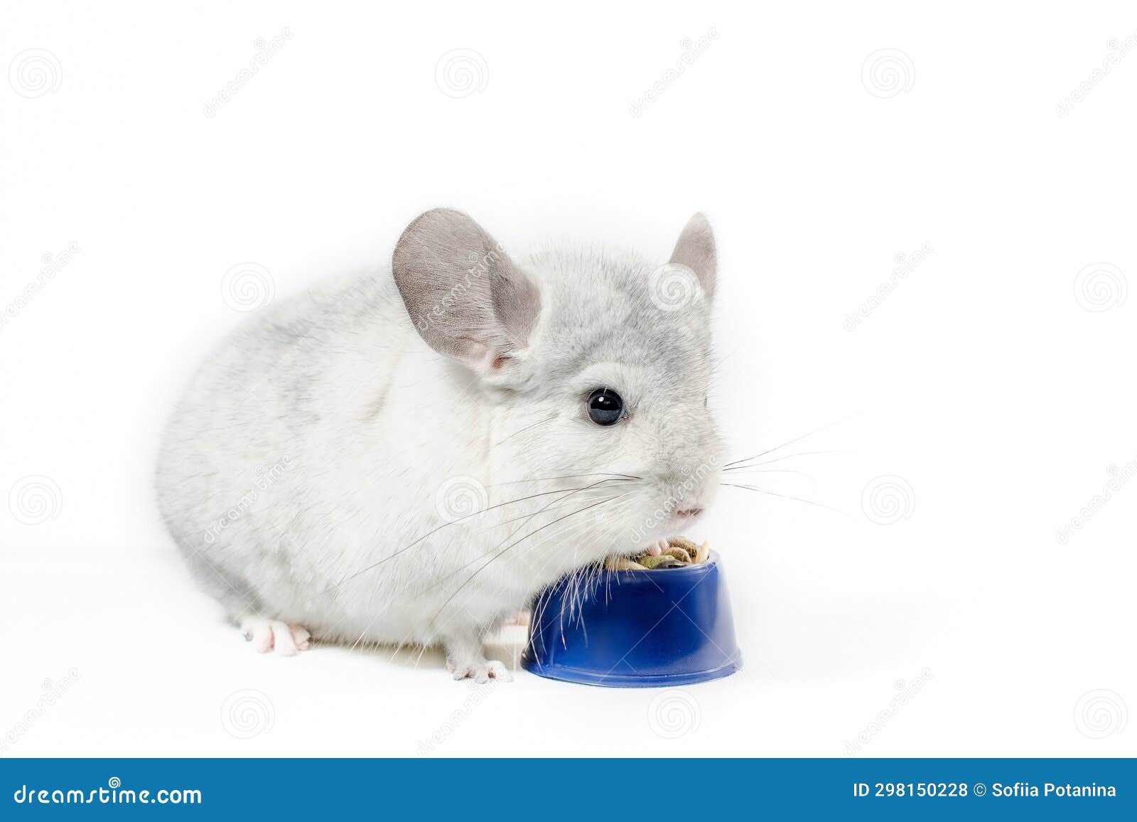 Chinchilla Eats Its Food from a Blue Bowl on a White Background Stock