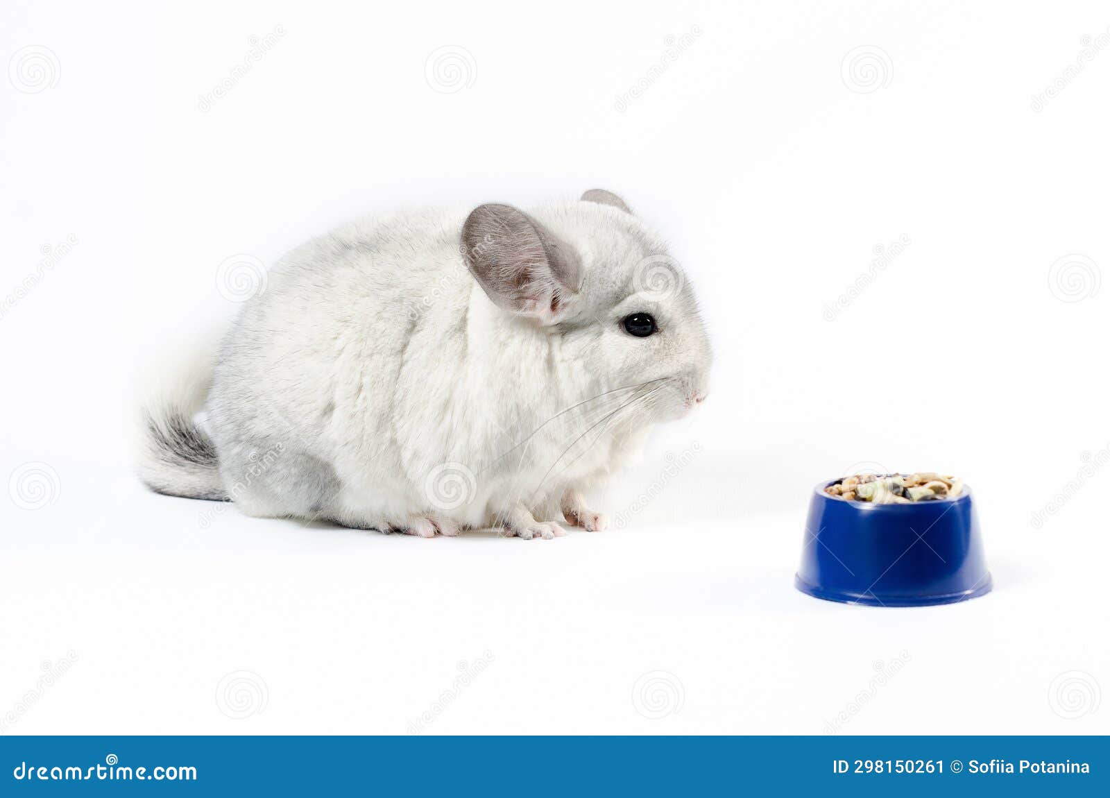 Chinchilla Eats Its Food from a Blue Bowl on a White Background Stock