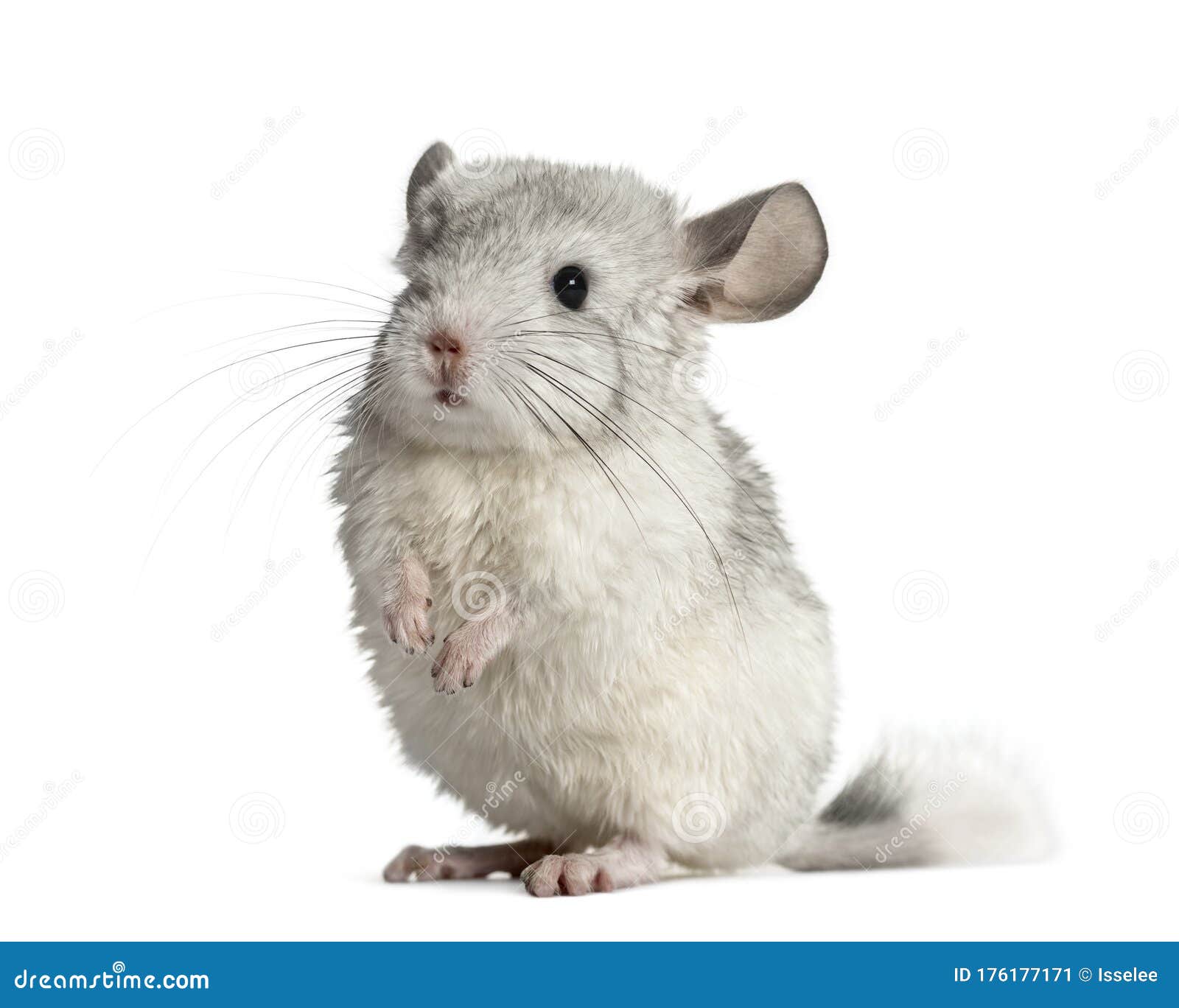 chinchilla on hind legs, 