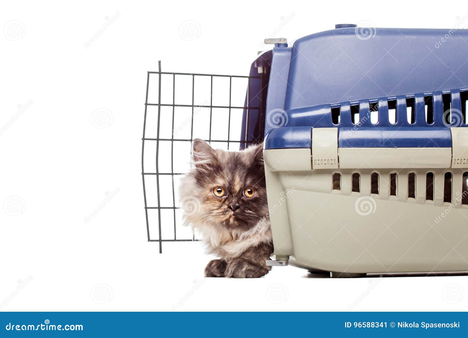 Chinchilla Persian Cat In A Pet Cage Stock Image Image