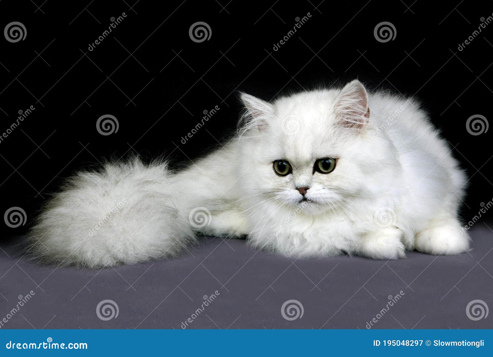 Chinchilla Persian Domestic Cat, Adult Against Black Background Stock - Image of adult, length: 195048297