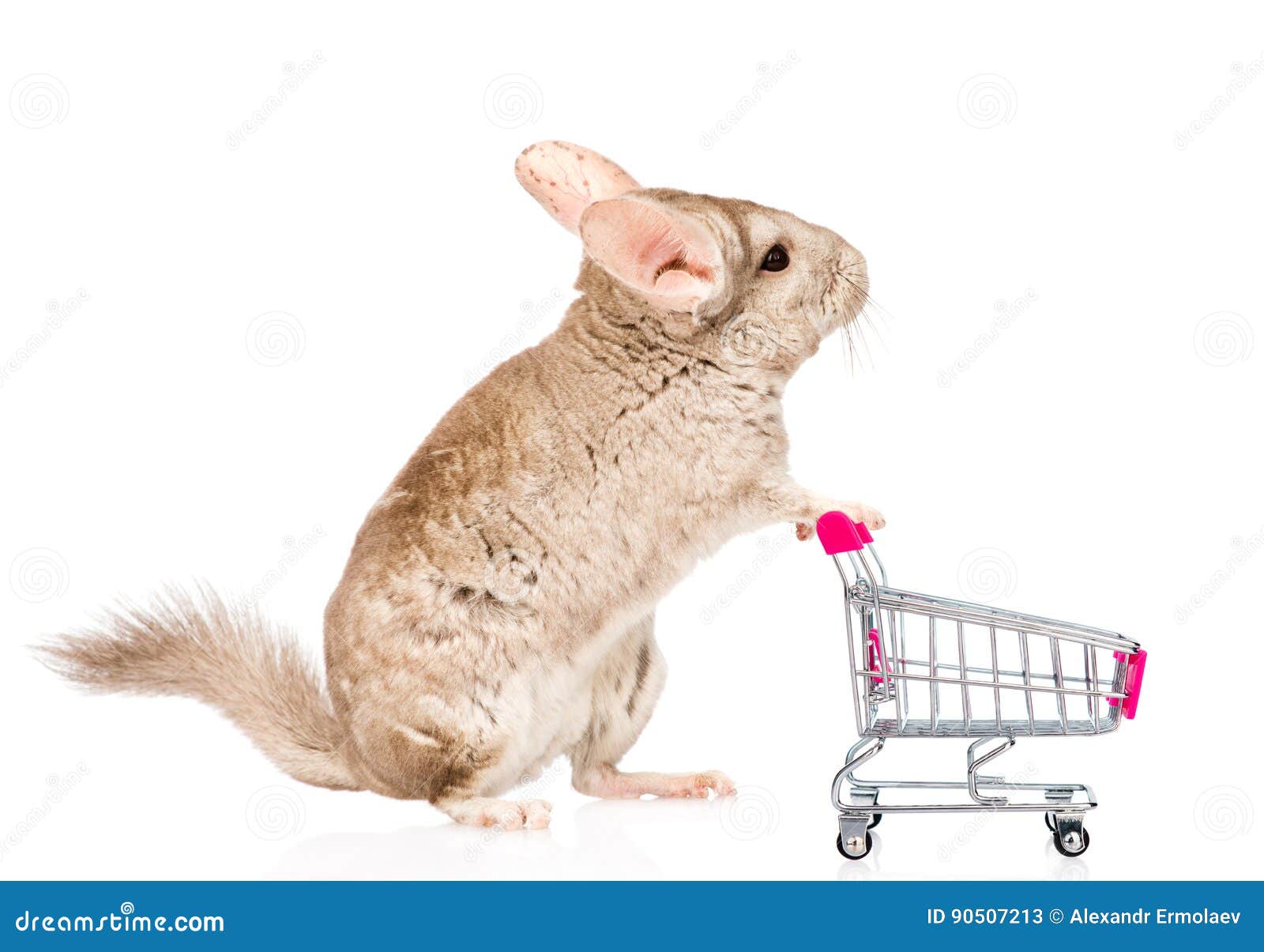 Chinchilla with Shopping Trolley in Profile. Isolated on White Stock